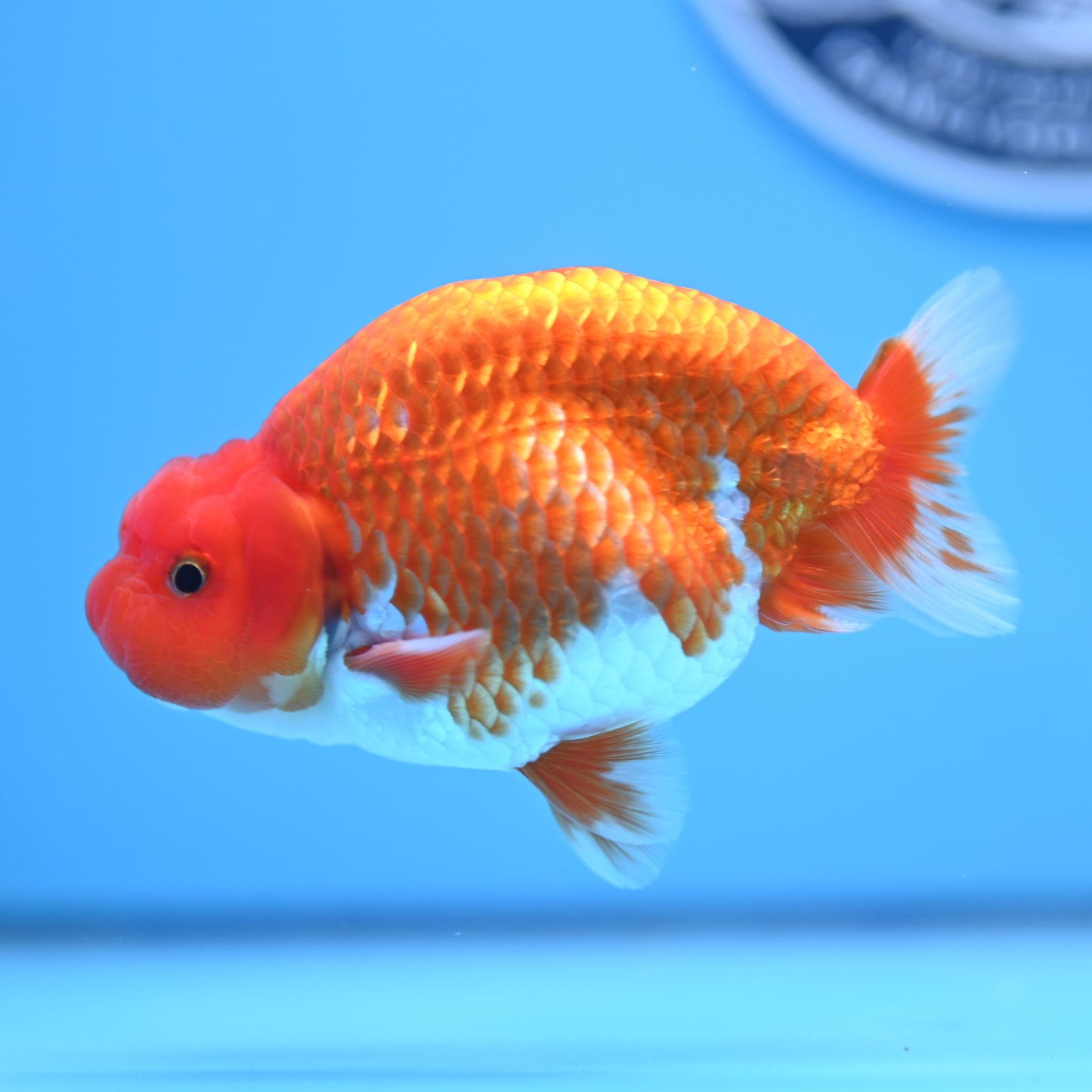 Red White Buffalo Ranchu 4in Body (240704_RC04) - Kaiju Goldfish USA