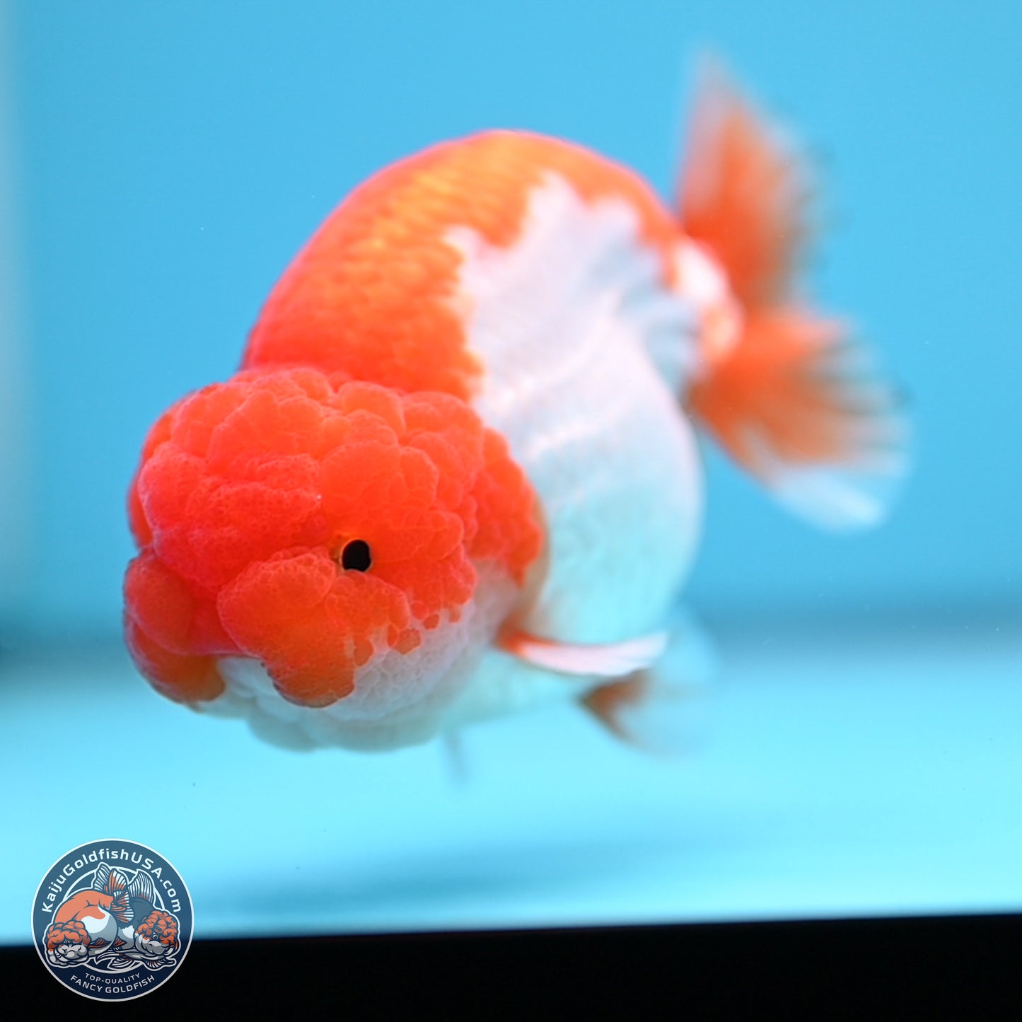 Red White Lionchu 4in Body (240823_RC04) - Kaiju Goldfish USA