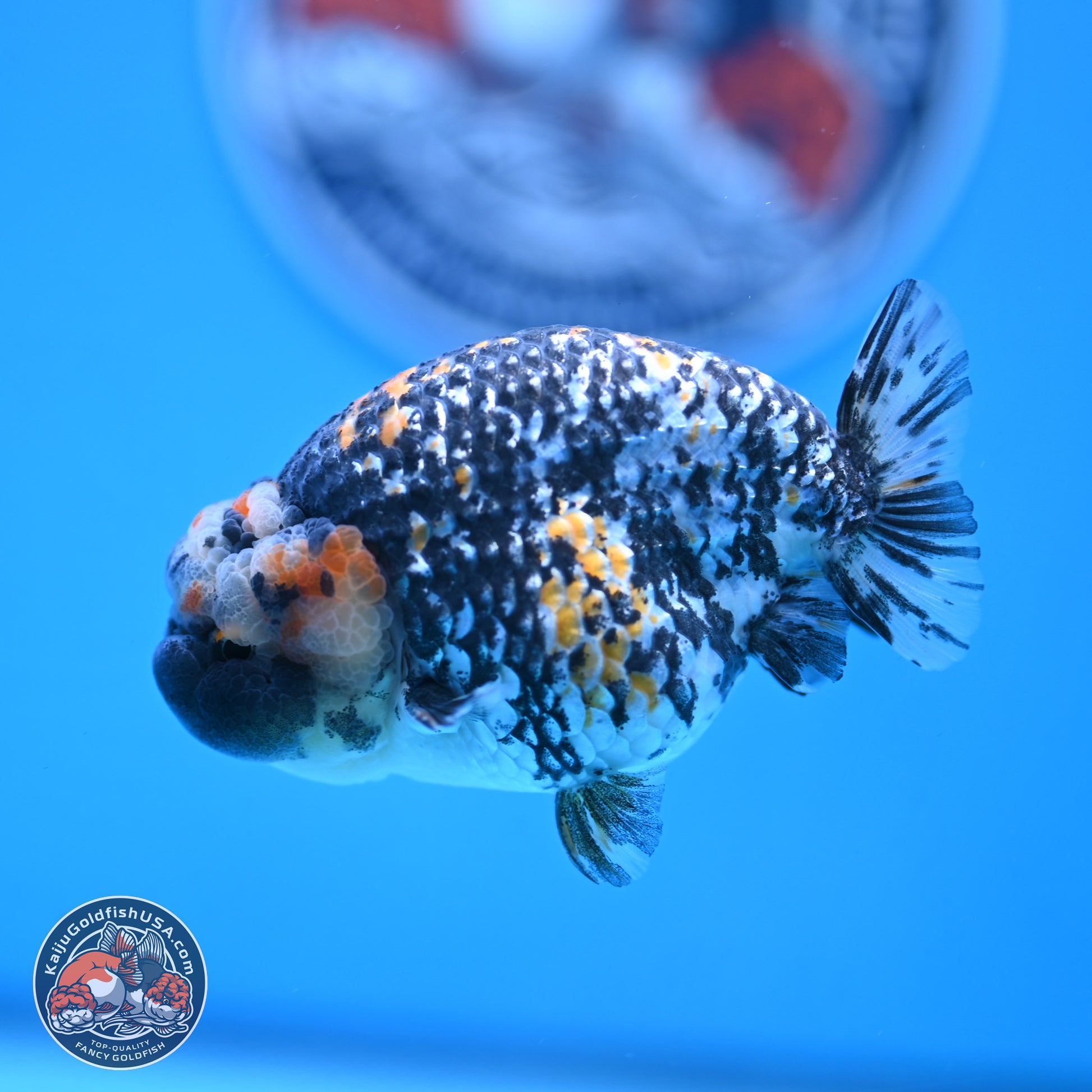 White Tiger Ranchu 3.5 inches Body - Male (250103_RC04) - Kaiju Goldfish USA