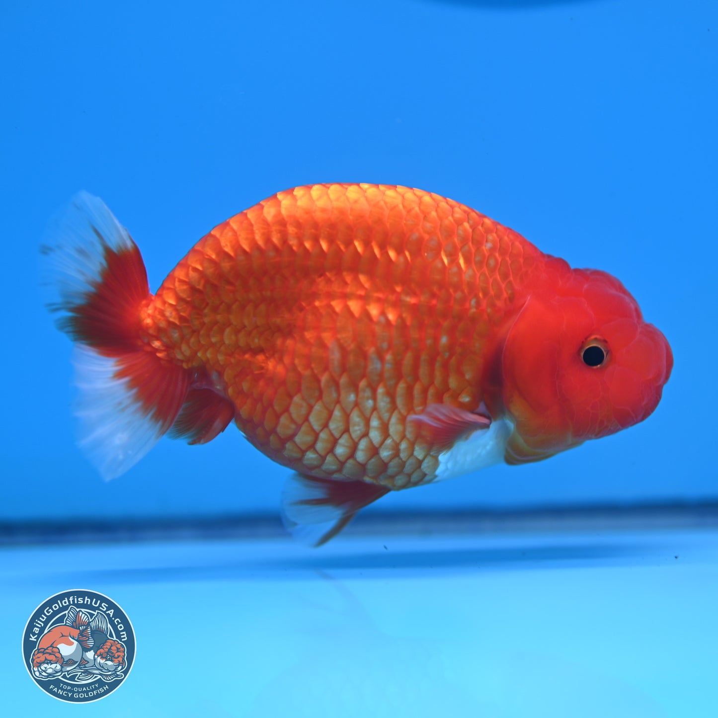 Red White Buffalo Ranchu 5 inches (241025_RC04) - Kaiju Goldfish USA