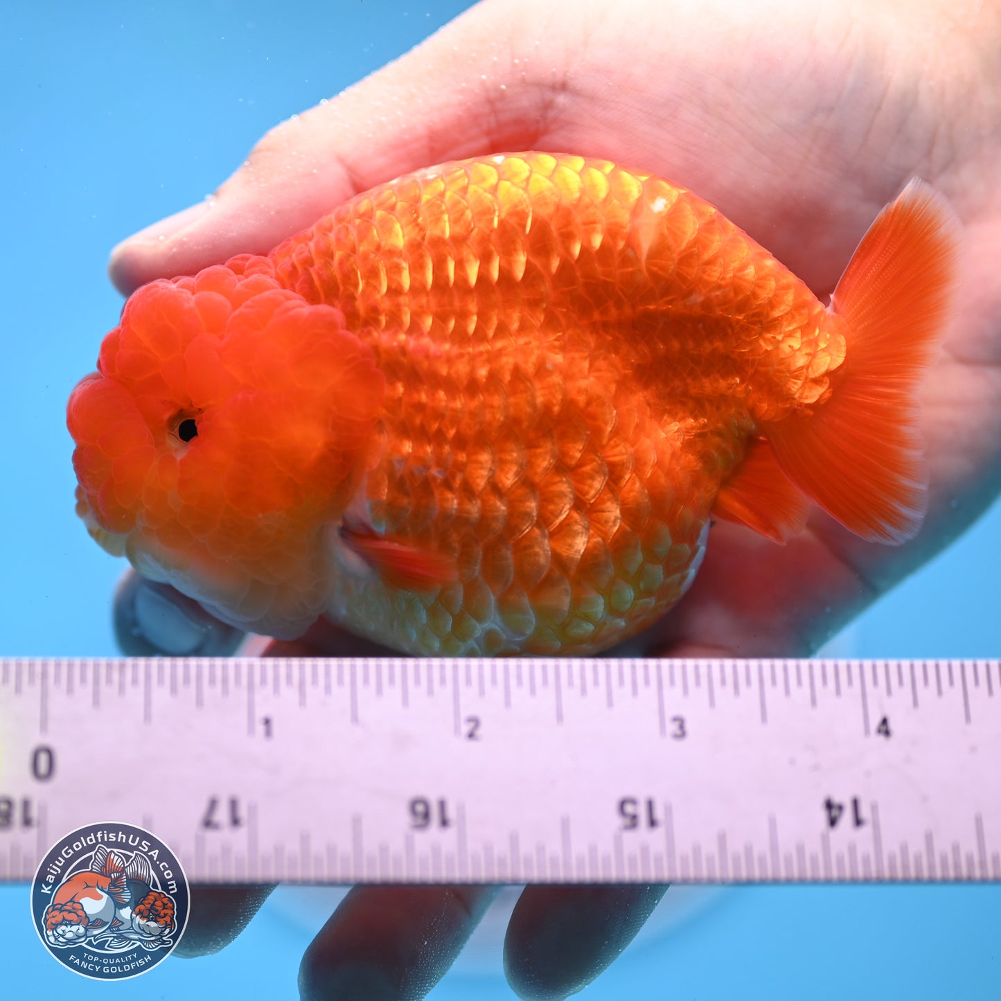 Classic Red Ranchu 4 inches Body - Male (250307_RC04)