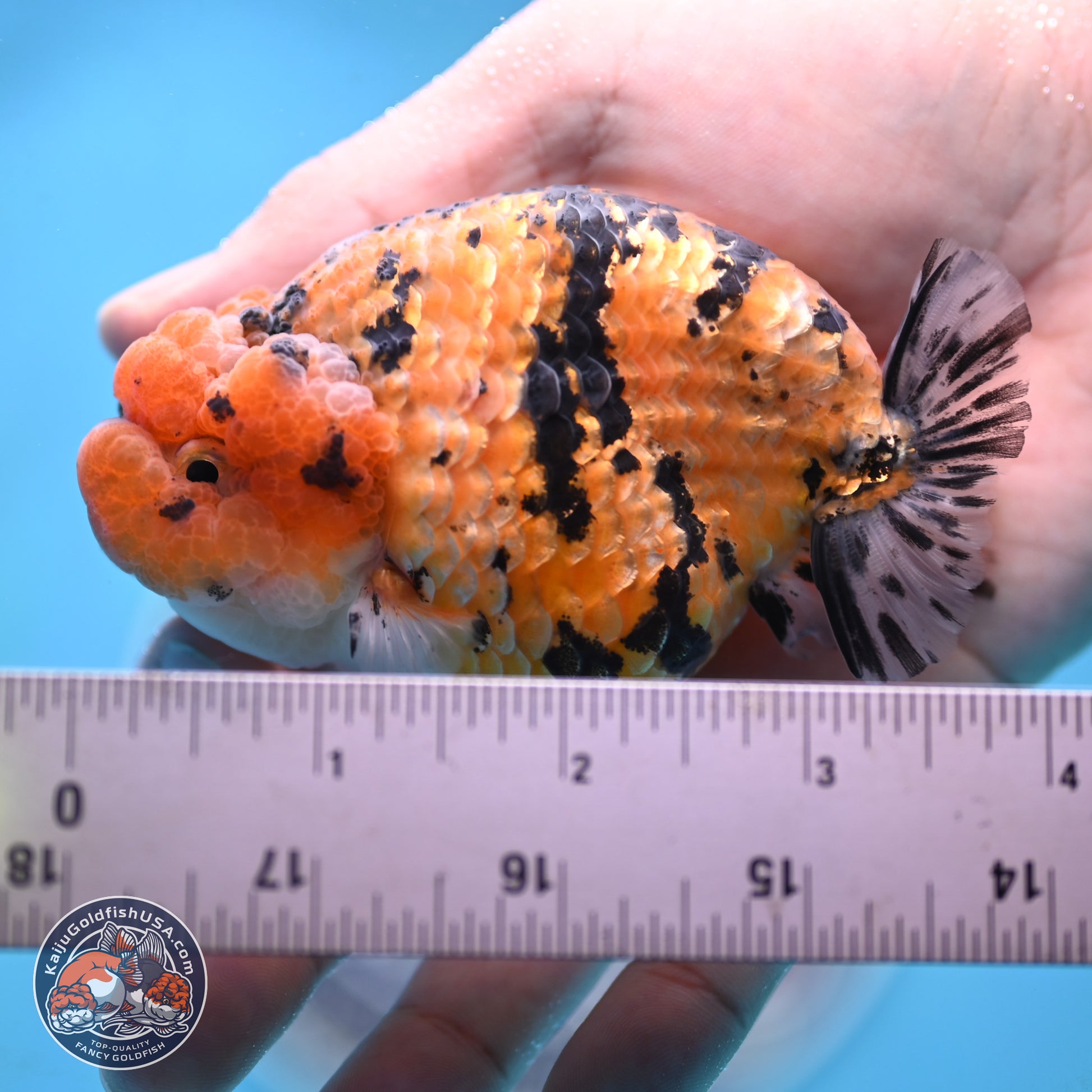 Gold Coin Tiger Ranchu 3.5 inches Body - Male (250117_RC04) - Kaiju Goldfish USA