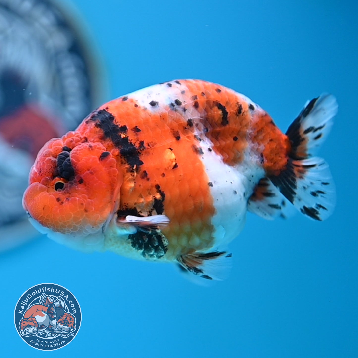 Calico Ranchu 3.8 inches Body (250523_RC04)