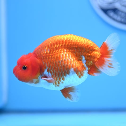 Red White Buffalo Ranchu 4in Body (240704_RC04) - Kaiju Goldfish USA