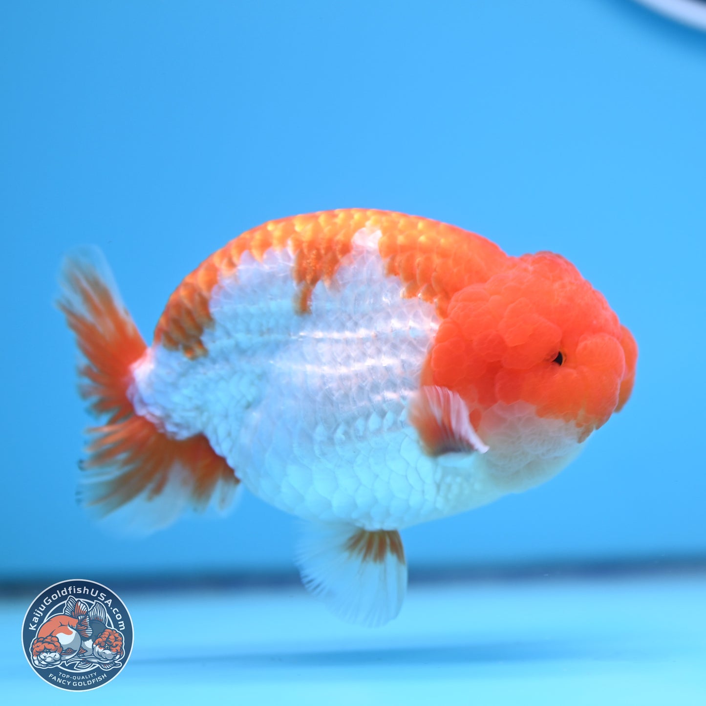 Red White Lionchu 4in Body (240823_RC04) - Kaiju Goldfish USA