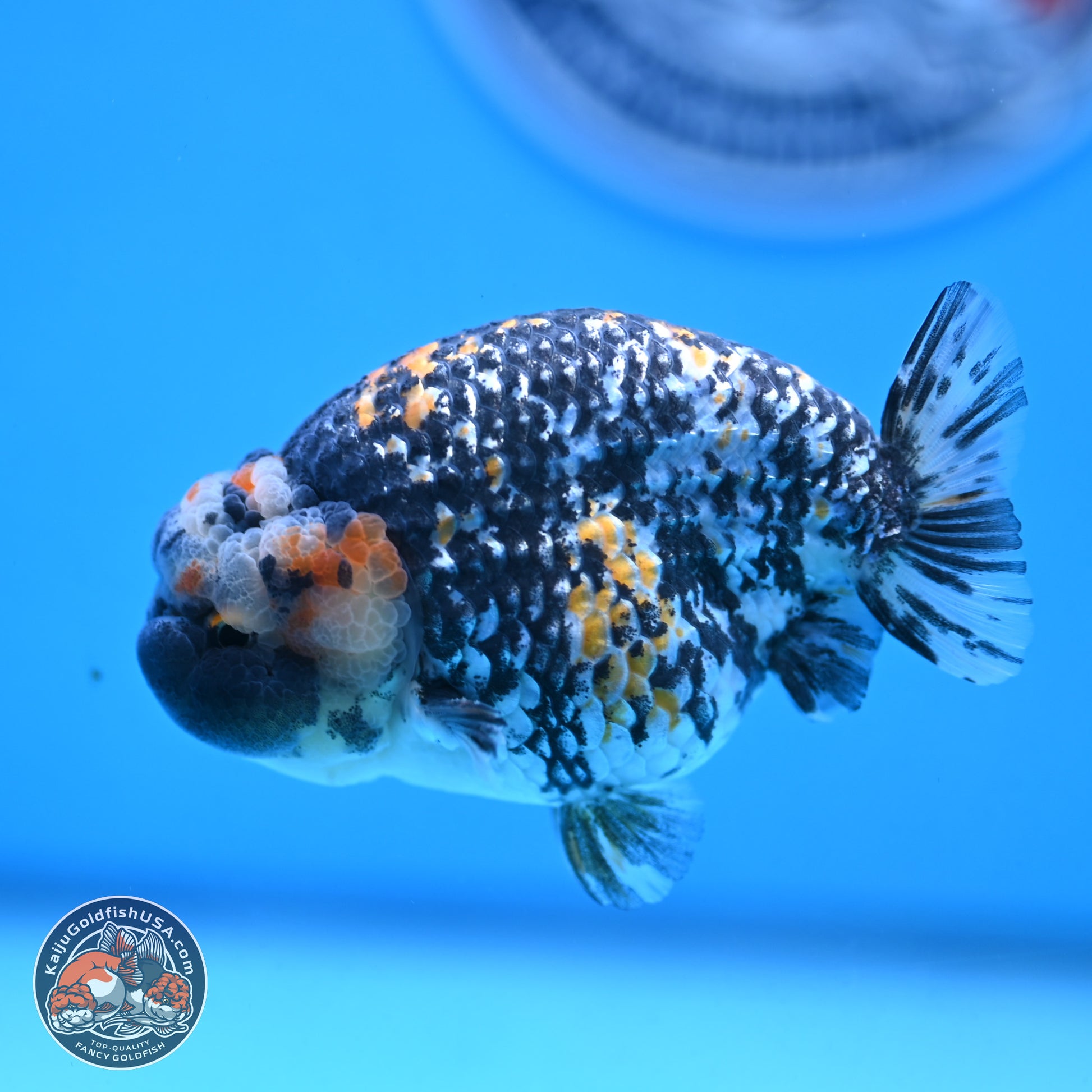 White Tiger Ranchu 3.5 inches Body - Male (250103_RC04) - Kaiju Goldfish USA