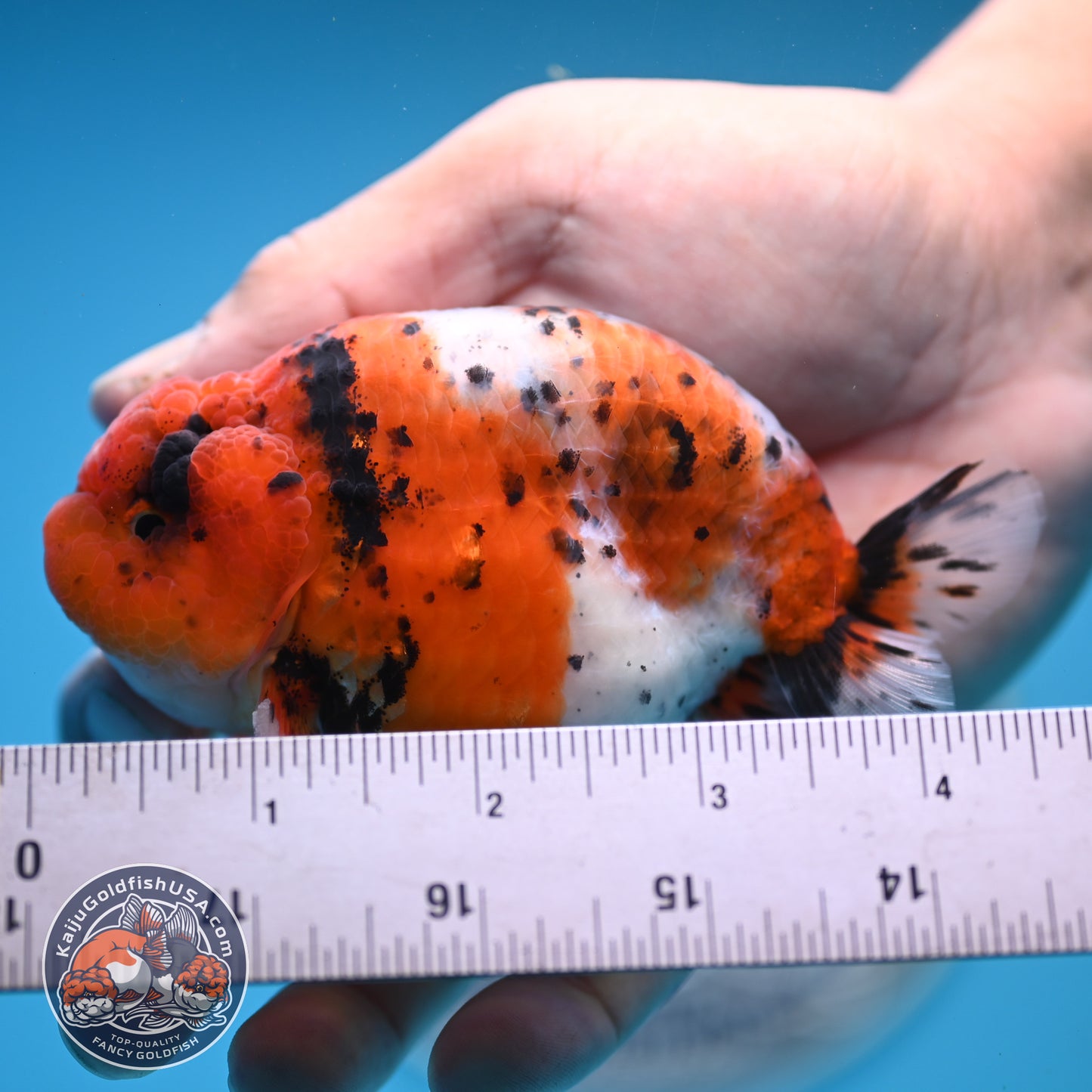 Calico Ranchu 3.8 inches Body (250523_RC04)