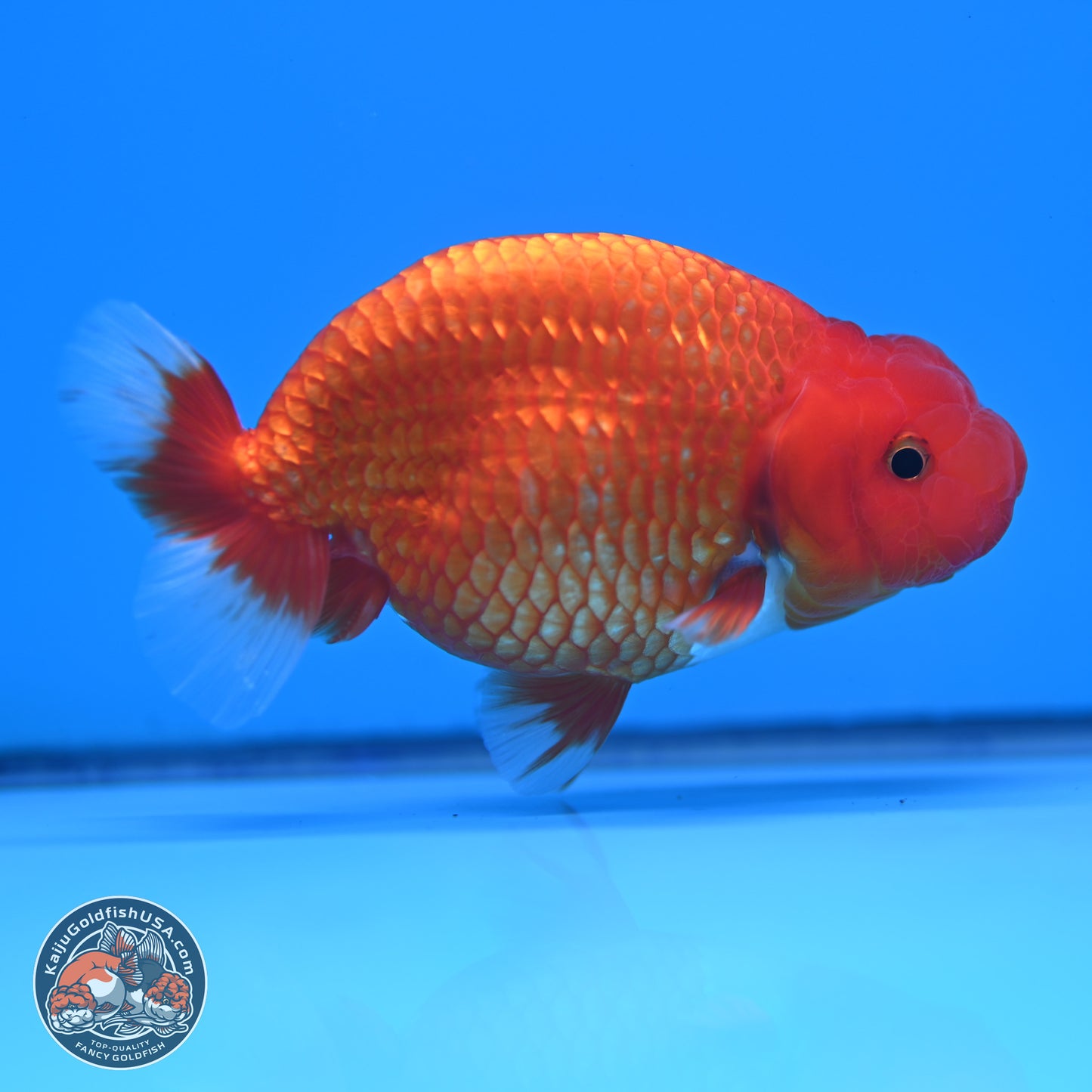 Red White Buffalo Ranchu 5 inches (241025_RC04) - Kaiju Goldfish USA