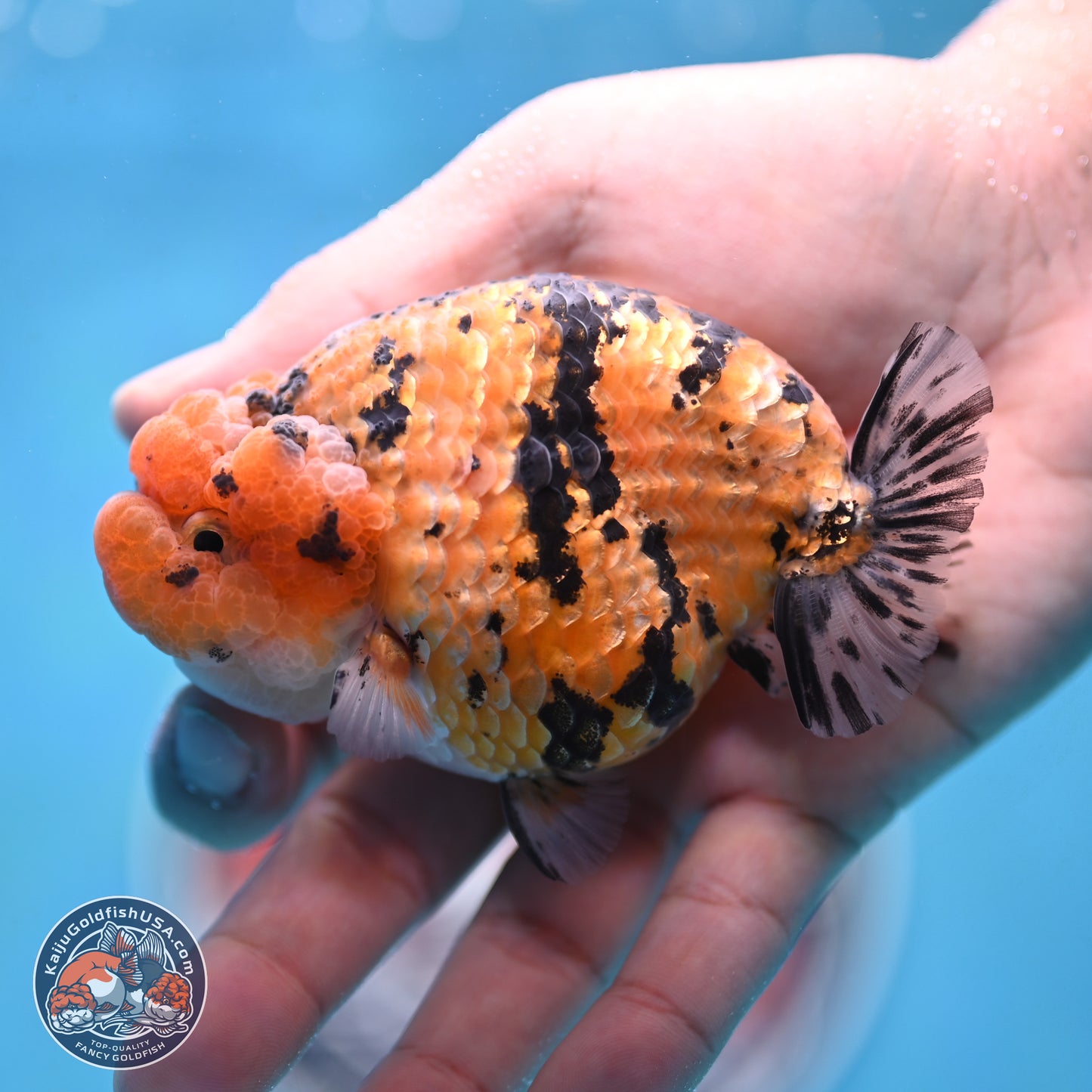 Gold Coin Tiger Ranchu 3.5 inches Body - Male (250117_RC04) - Kaiju Goldfish USA