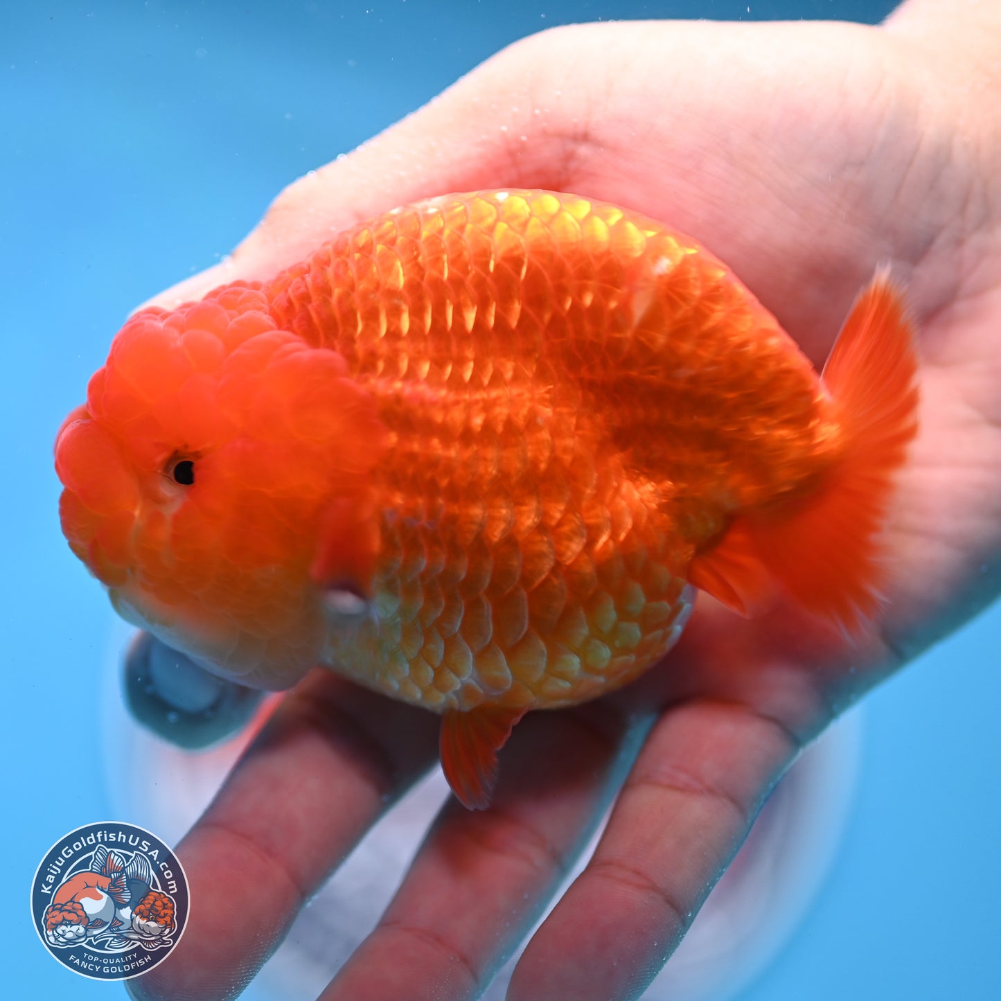 Classic Red Ranchu 4 inches Body - Male (250307_RC04)