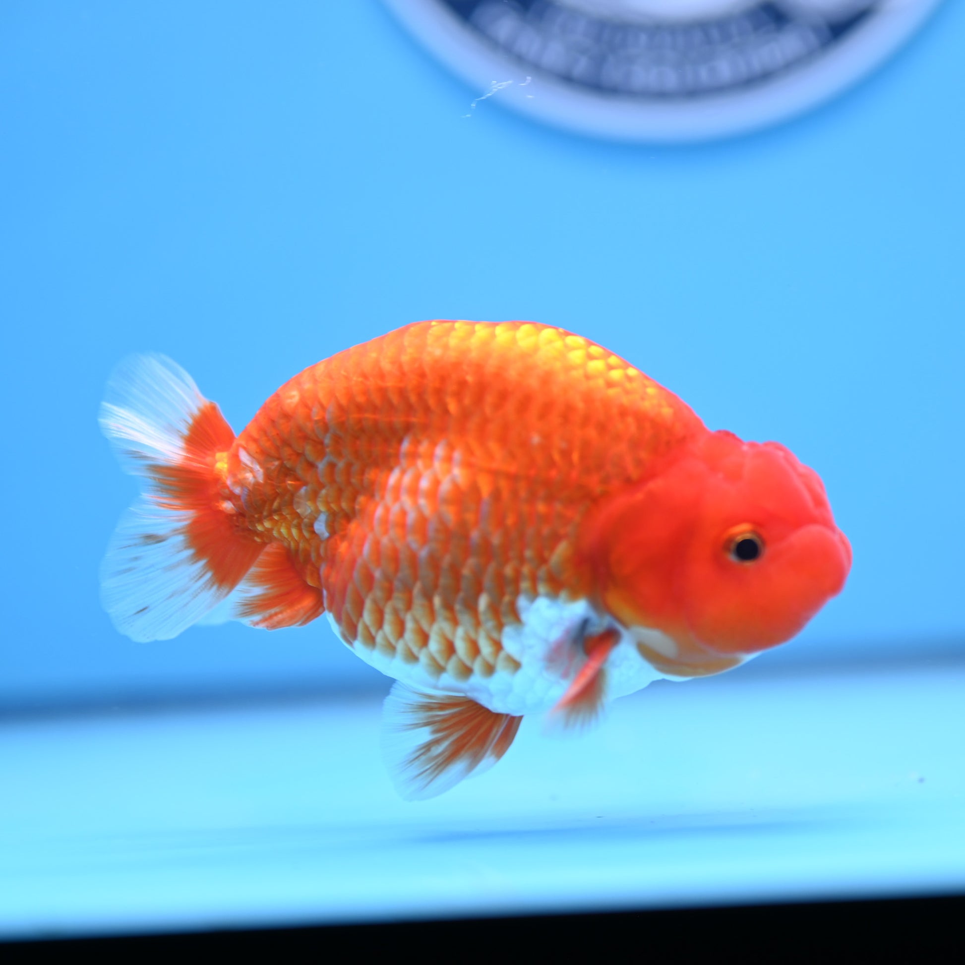 Red White Buffalo Ranchu 4in Body (240704_RC04) - Kaiju Goldfish USA