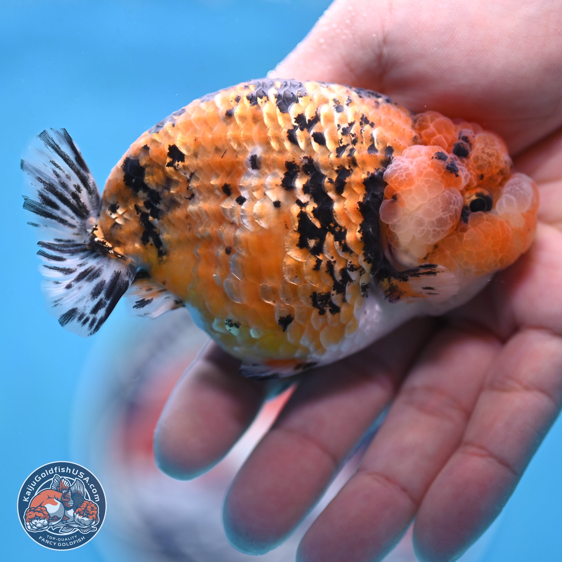 Gold Coin Tiger Ranchu 3.5 inches Body - Male (250117_RC04) - Kaiju Goldfish USA