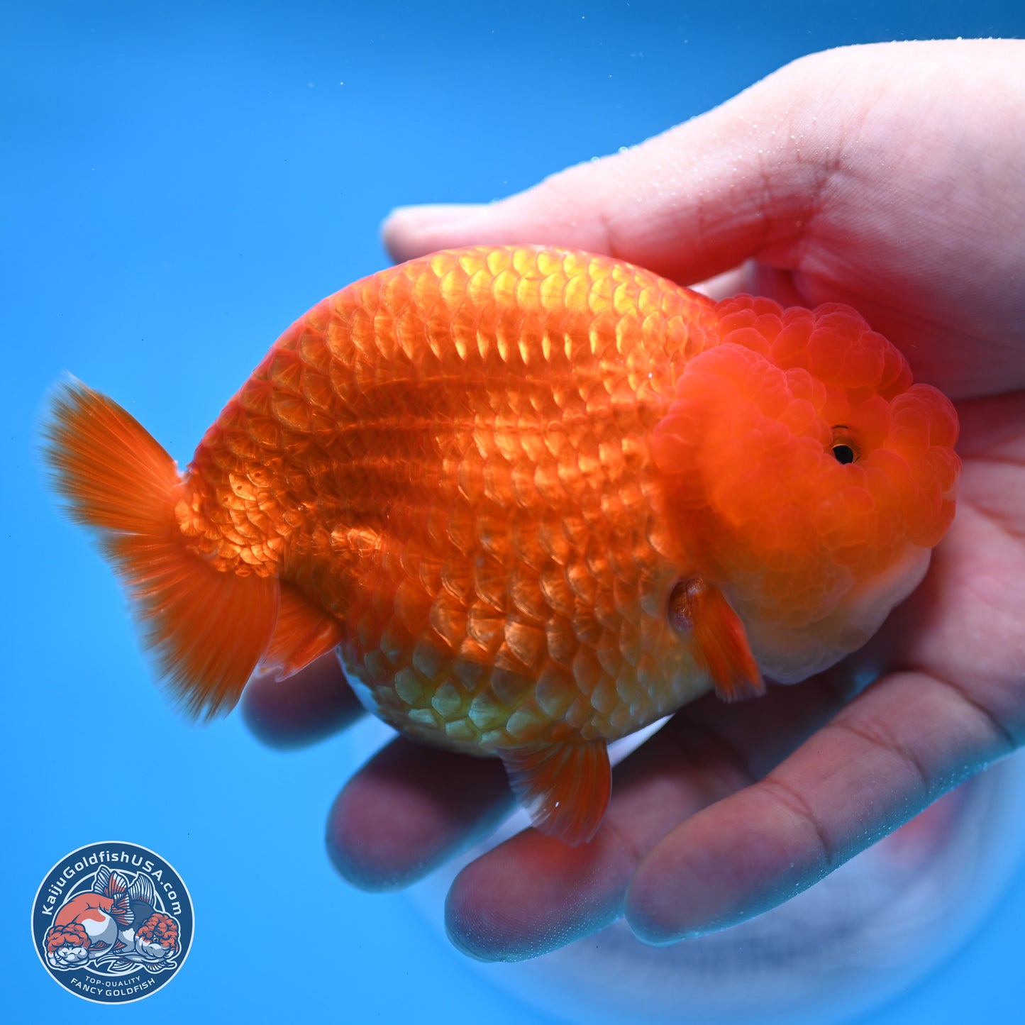 Classic Red Ranchu 4 inches Body - Male (250307_RC04)