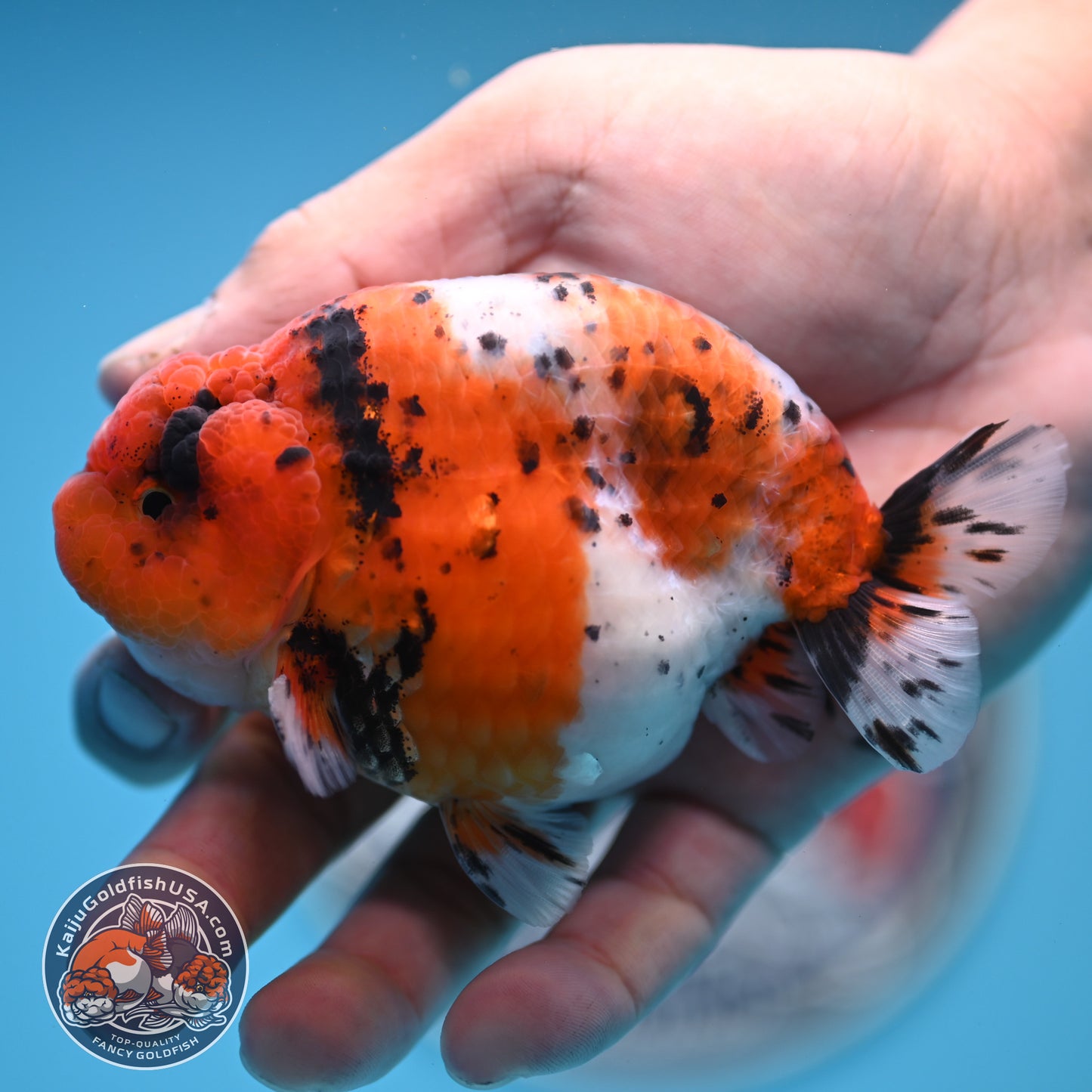 Calico Ranchu 3.8 inches Body (250523_RC04)