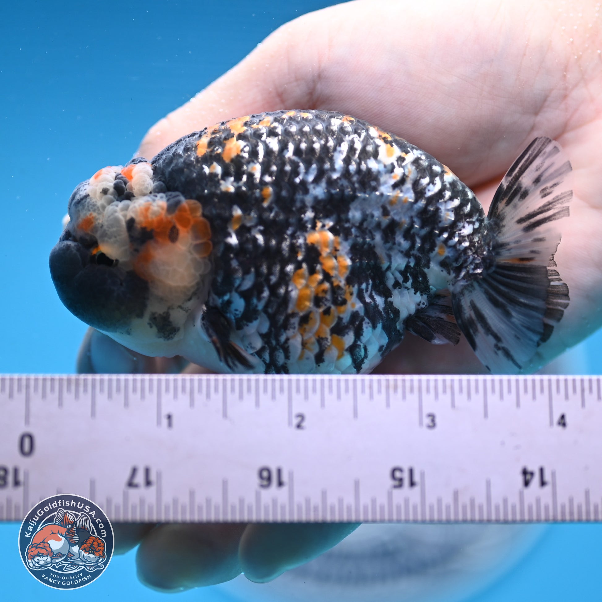 White Tiger Ranchu 3.5 inches Body - Male (250103_RC04) - Kaiju Goldfish USA