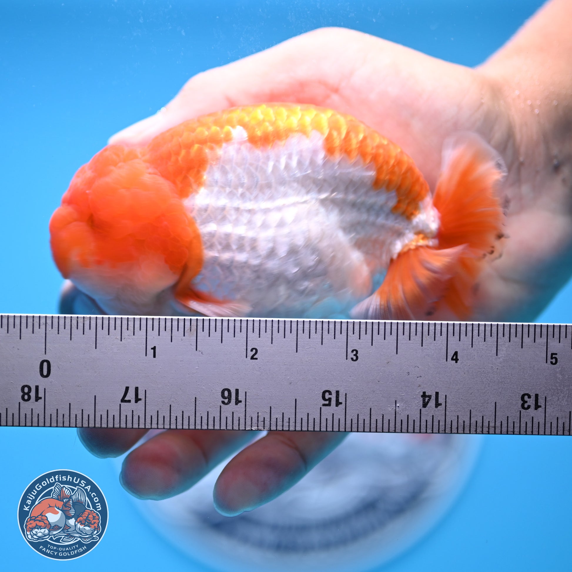 Red White Lionchu 4in Body (240823_RC04) - Kaiju Goldfish USA