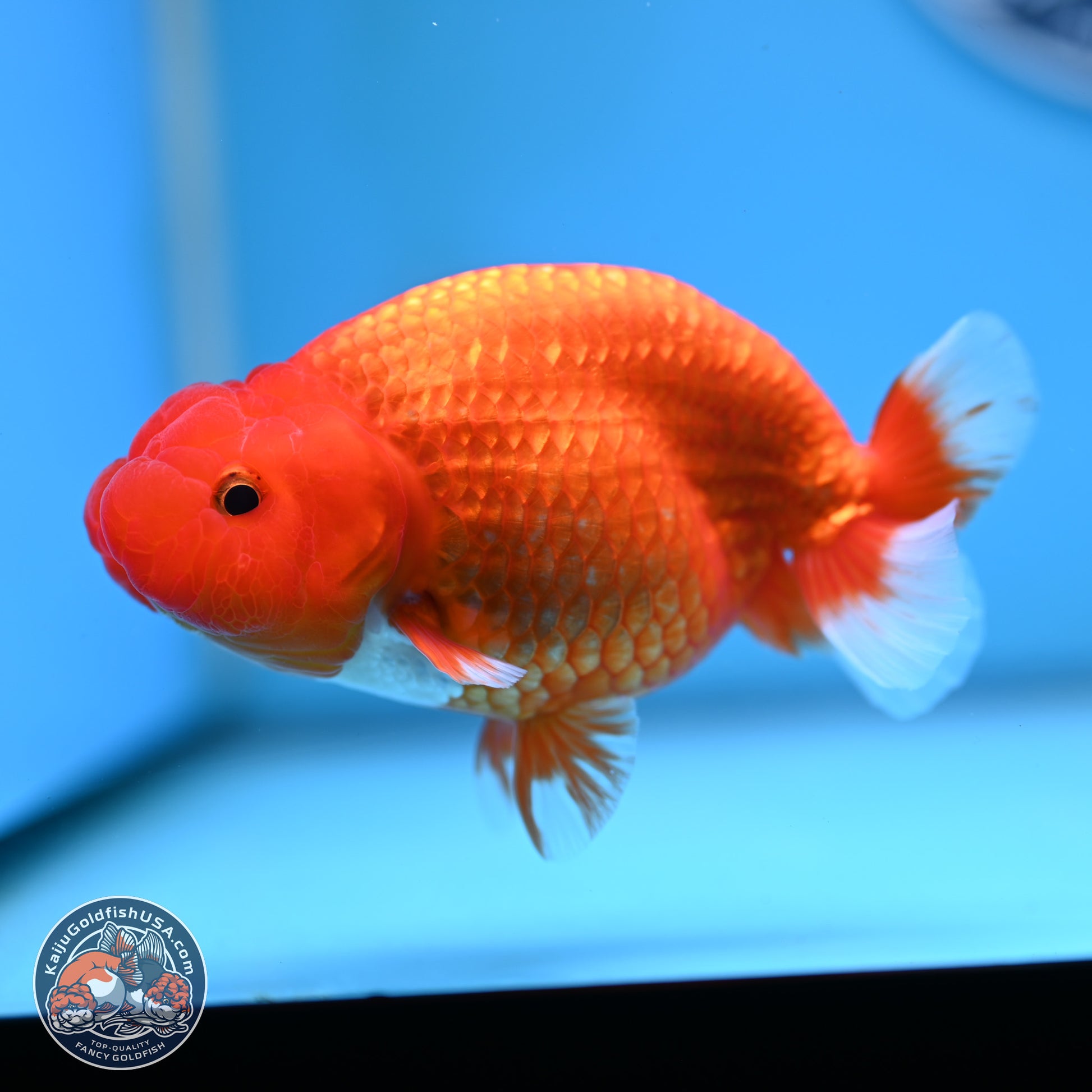 Red White Buffalo Ranchu 5 inches (241025_RC04) - Kaiju Goldfish USA