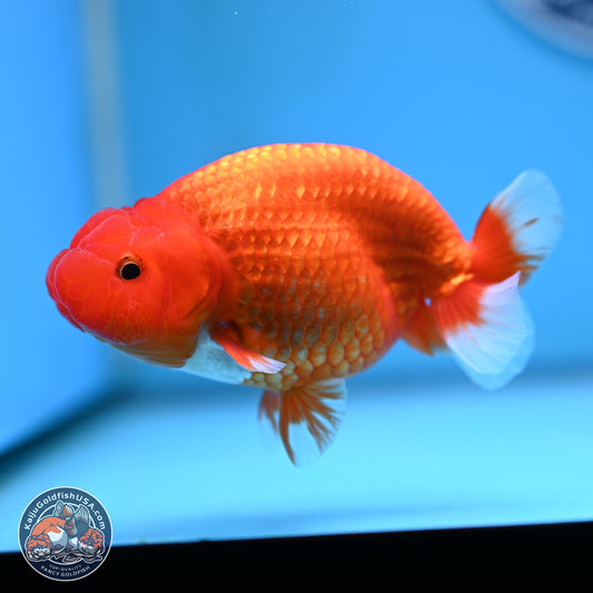 Red White Buffalo Ranchu 5 inches (241025_RC04) - Kaiju Goldfish USA