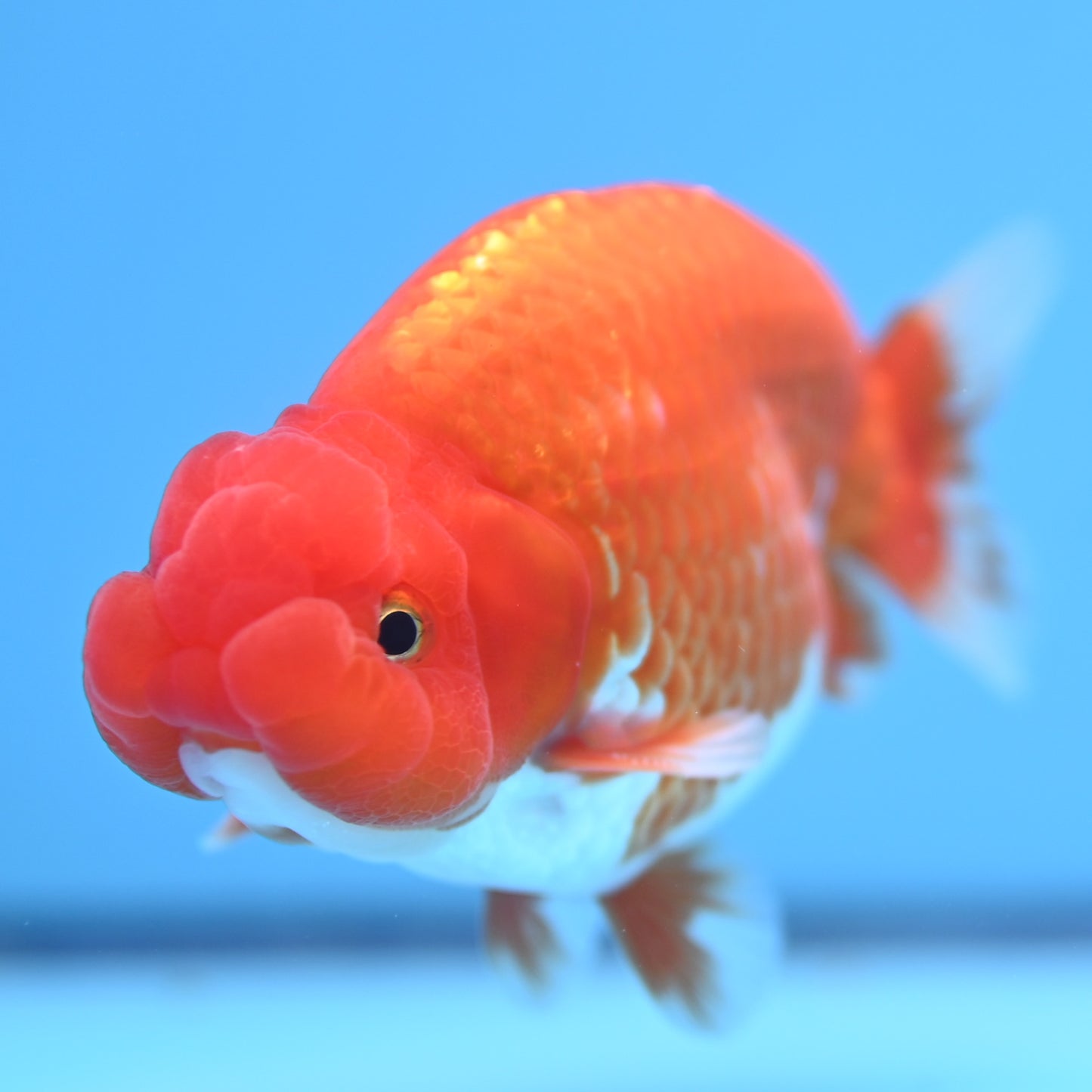 Red White Buffalo Ranchu 4in Body (240704_RC04) - Kaiju Goldfish USA