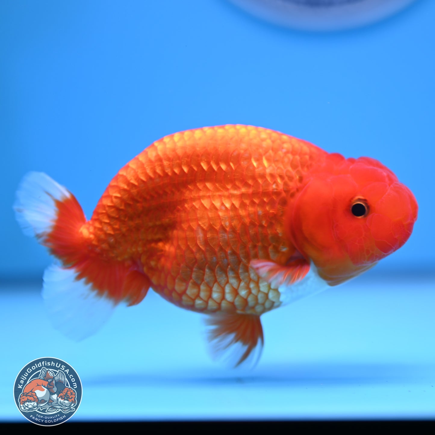 Red White Buffalo Ranchu 5 inches (241025_RC04) - Kaiju Goldfish USA