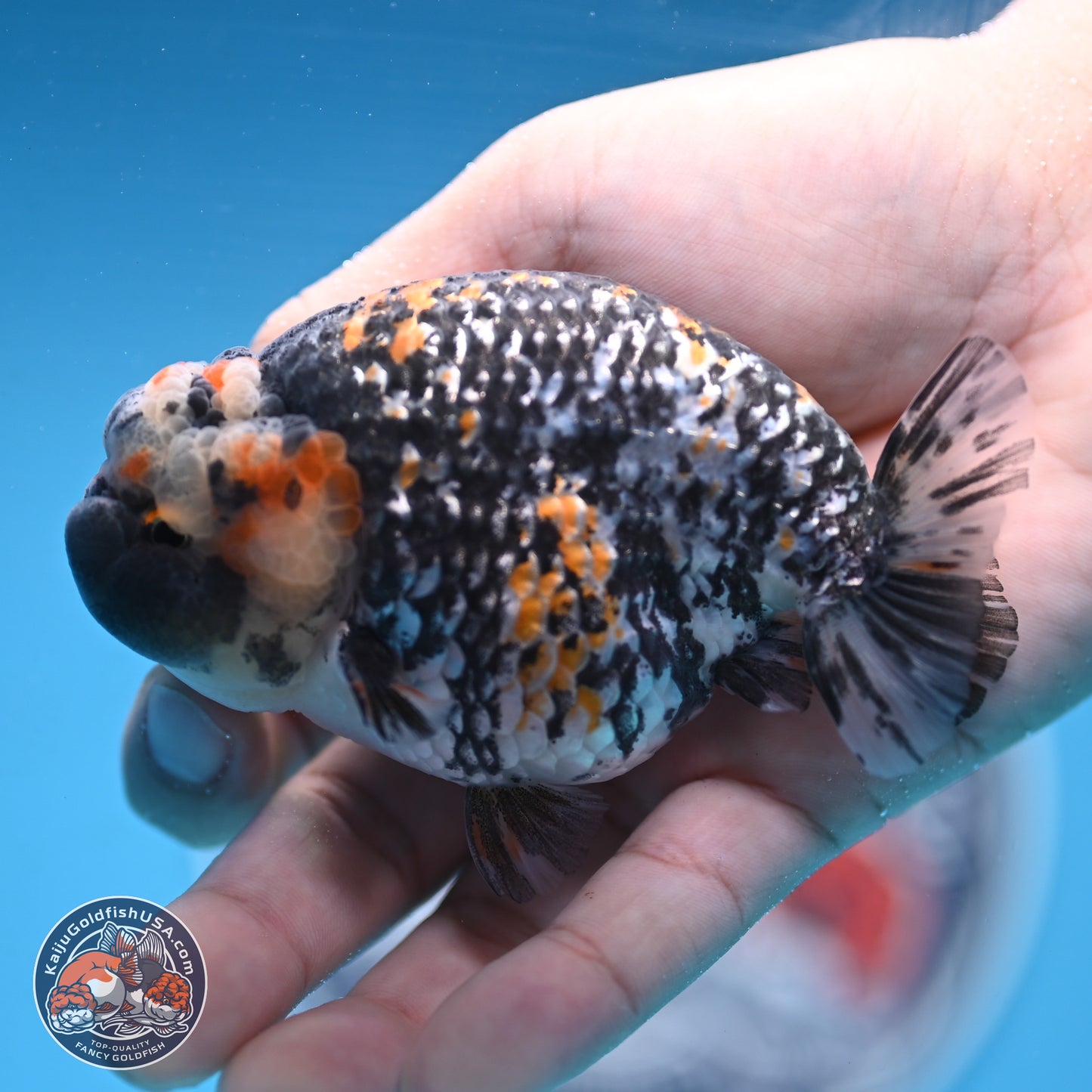 White Tiger Ranchu 3.5 inches Body - Male (250103_RC04) - Kaiju Goldfish USA