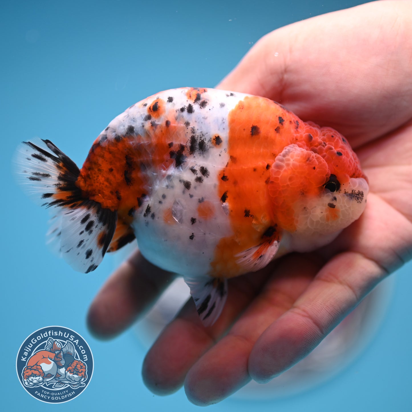 Calico Ranchu 3.8 inches Body (250523_RC04)