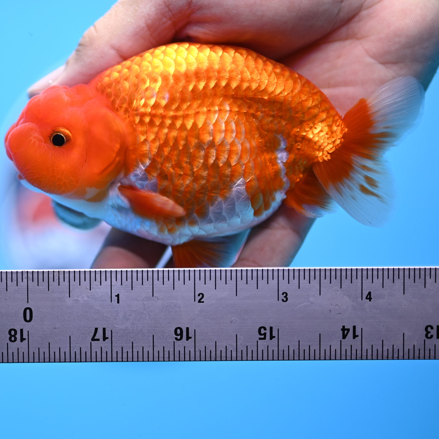 Red White Buffalo Ranchu 4in Body (240704_RC04) - Kaiju Goldfish USA