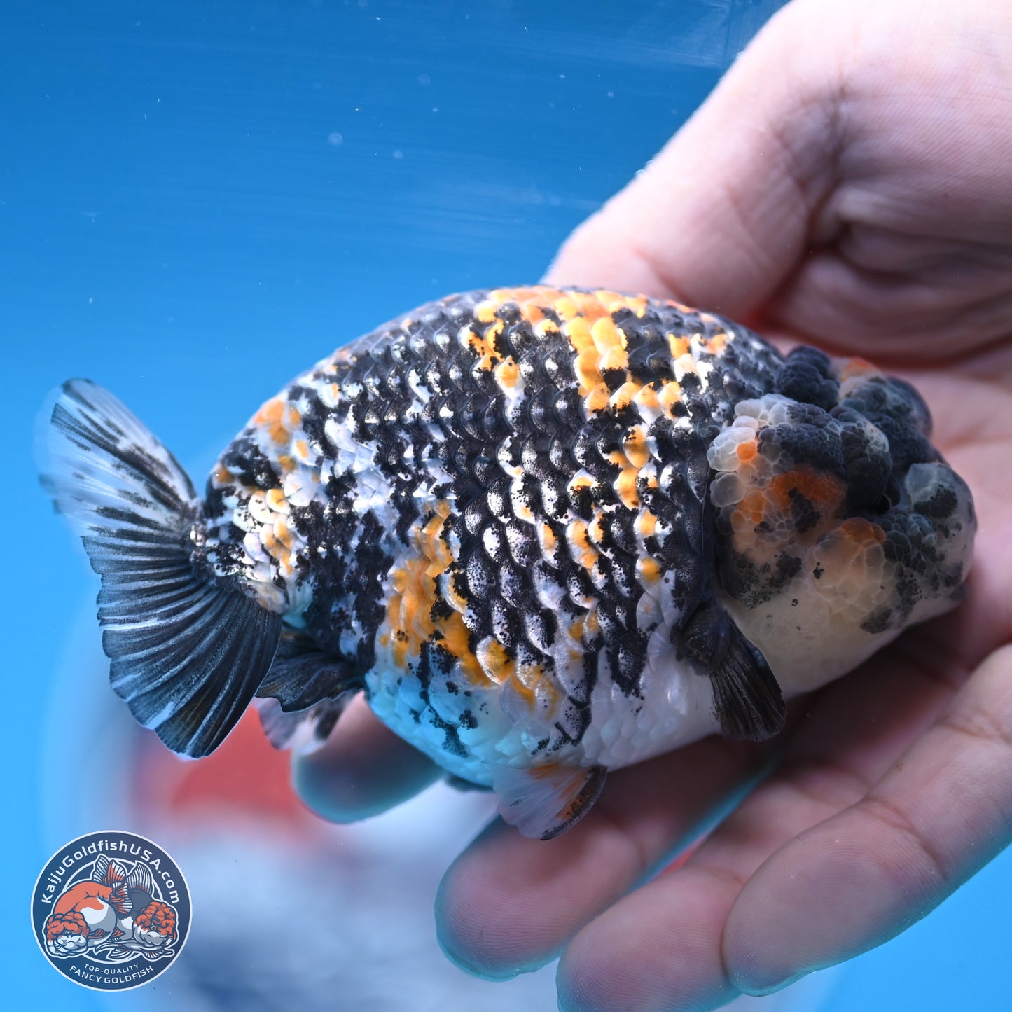 White Tiger Ranchu 3.5 inches Body - Male (250103_RC04) - Kaiju Goldfish USA