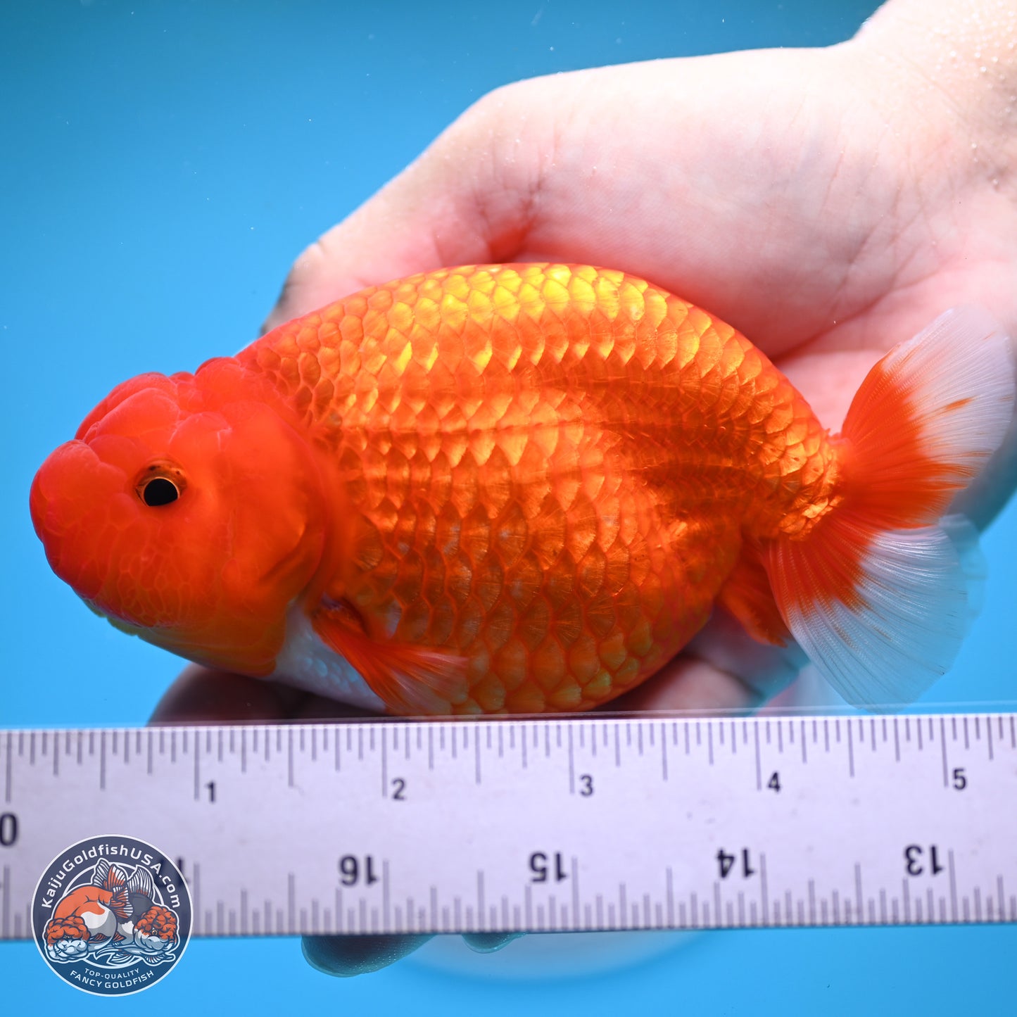 Red White Buffalo Ranchu 5 inches (241025_RC04) - Kaiju Goldfish USA