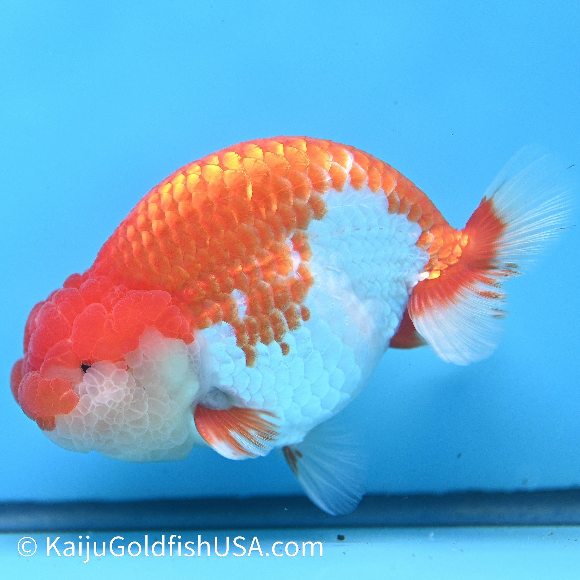 Red White Buffalo Ranchu 4.5 inches (240412_RC04) - Kaiju Goldfish USA