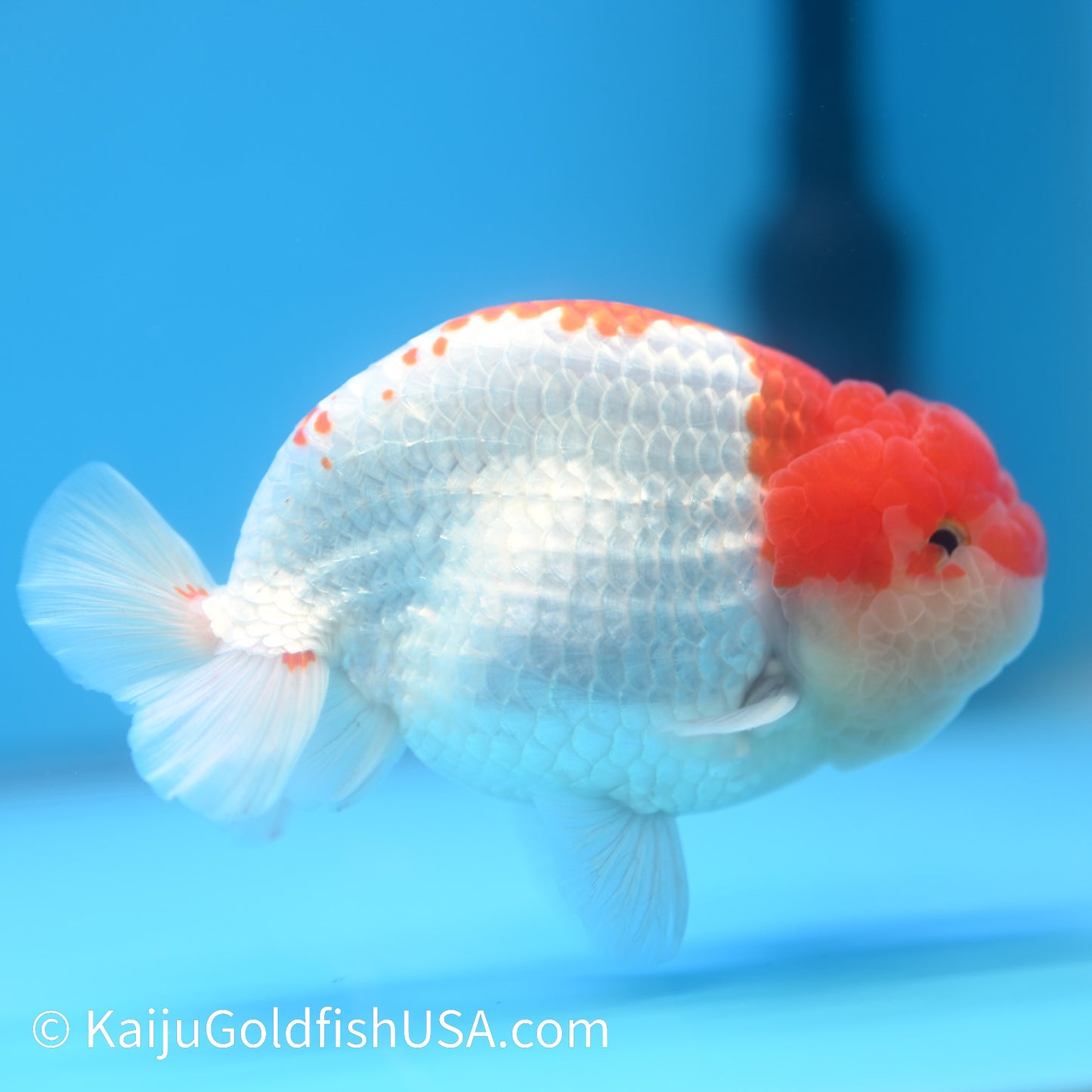 Red White Buffalo Ranchu 4.5 - 5 inches (240301_RC04) - Kaiju Goldfish USA