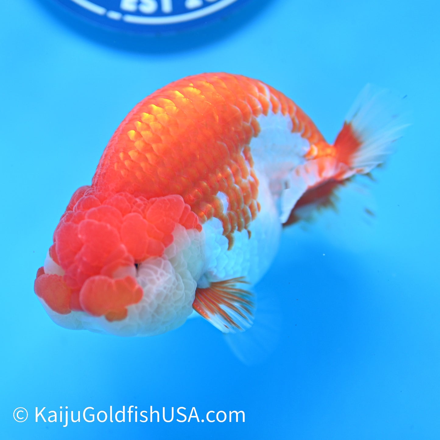 Red White Buffalo Ranchu 4.5 inches (240412_RC04) - Kaiju Goldfish USA