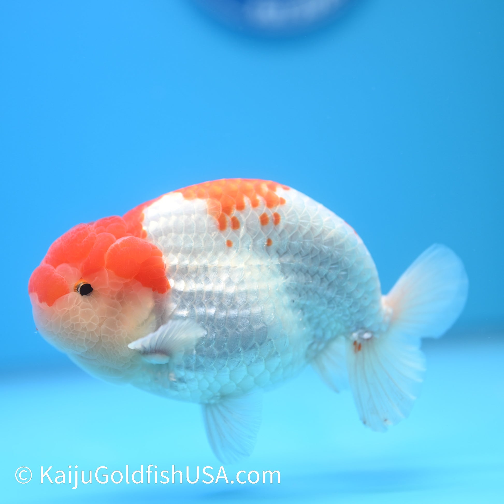 Red White Buffalo Ranchu 4.5 - 5 inches (240301_RC04) - Kaiju Goldfish USA