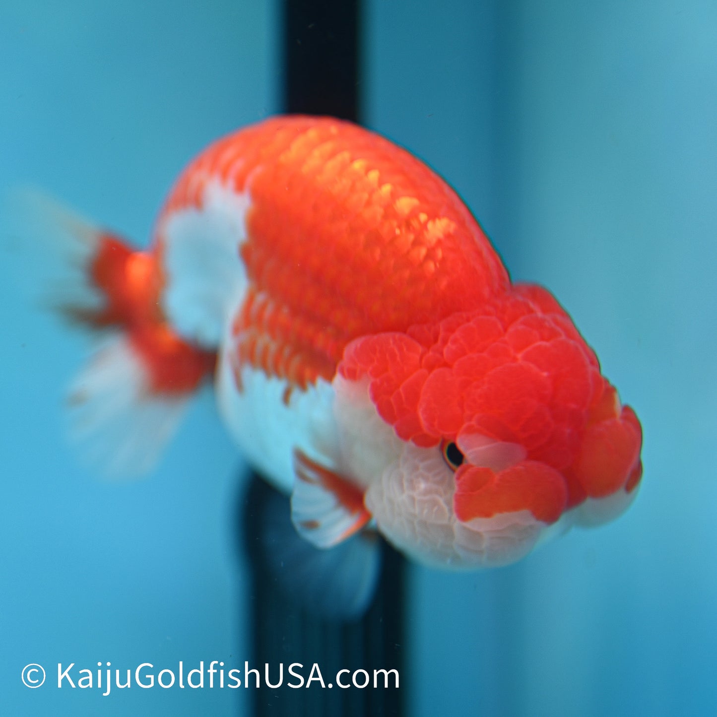 Red White Buffalo Ranchu 4.5 inches (240412_RC04) - Kaiju Goldfish USA