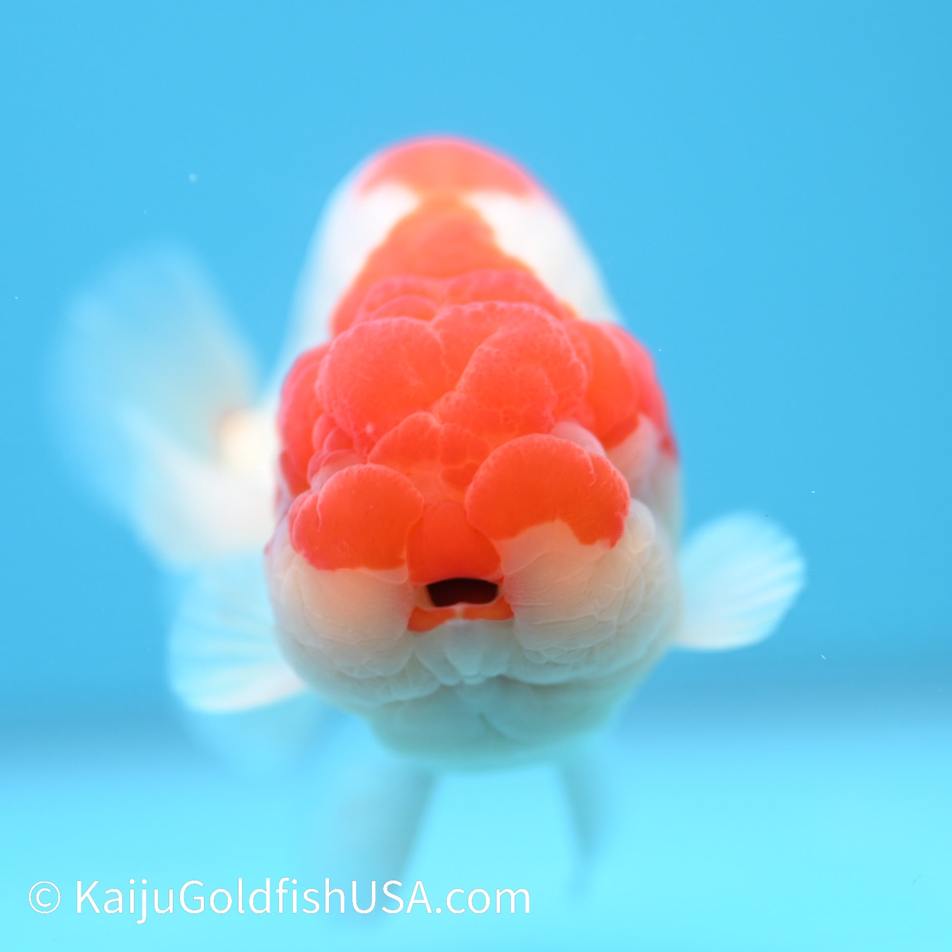 Red White Buffalo Ranchu 4.5 - 5 inches (240301_RC04) - Kaiju Goldfish USA