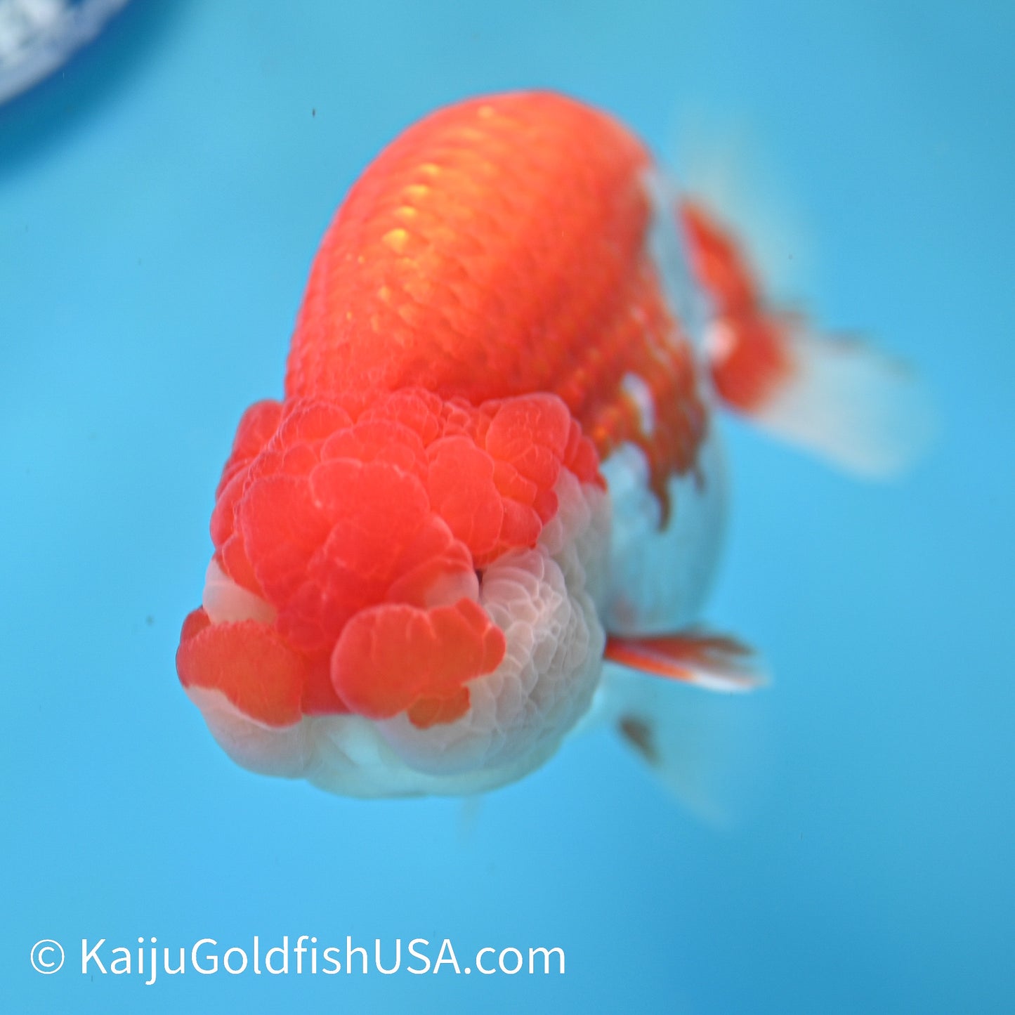 Red White Buffalo Ranchu 4.5 inches (240412_RC04) - Kaiju Goldfish USA