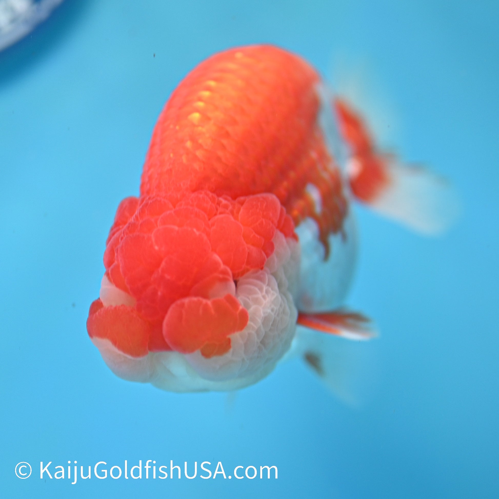 Red White Buffalo Ranchu 4.5 inches (240412_RC04) - Kaiju Goldfish USA