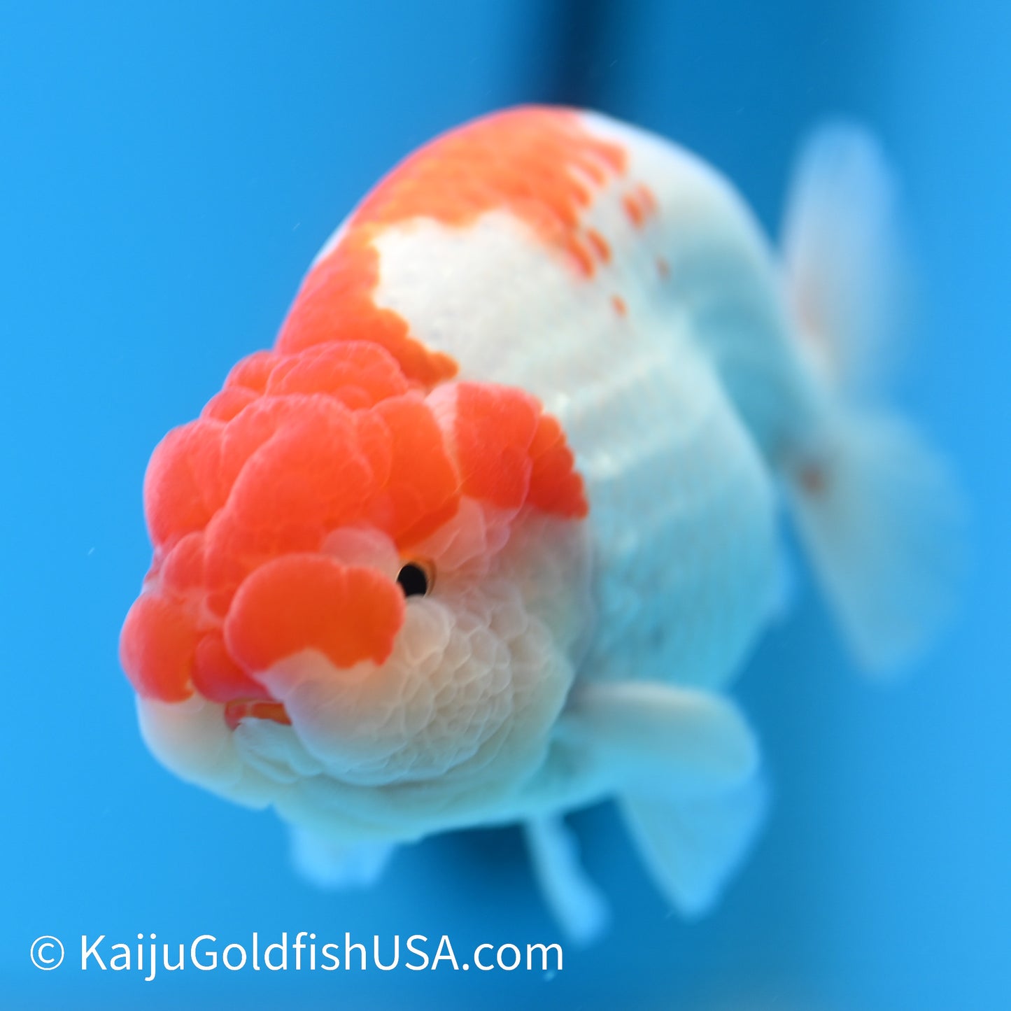 Red White Buffalo Ranchu 4.5 - 5 inches (240301_RC04) - Kaiju Goldfish USA