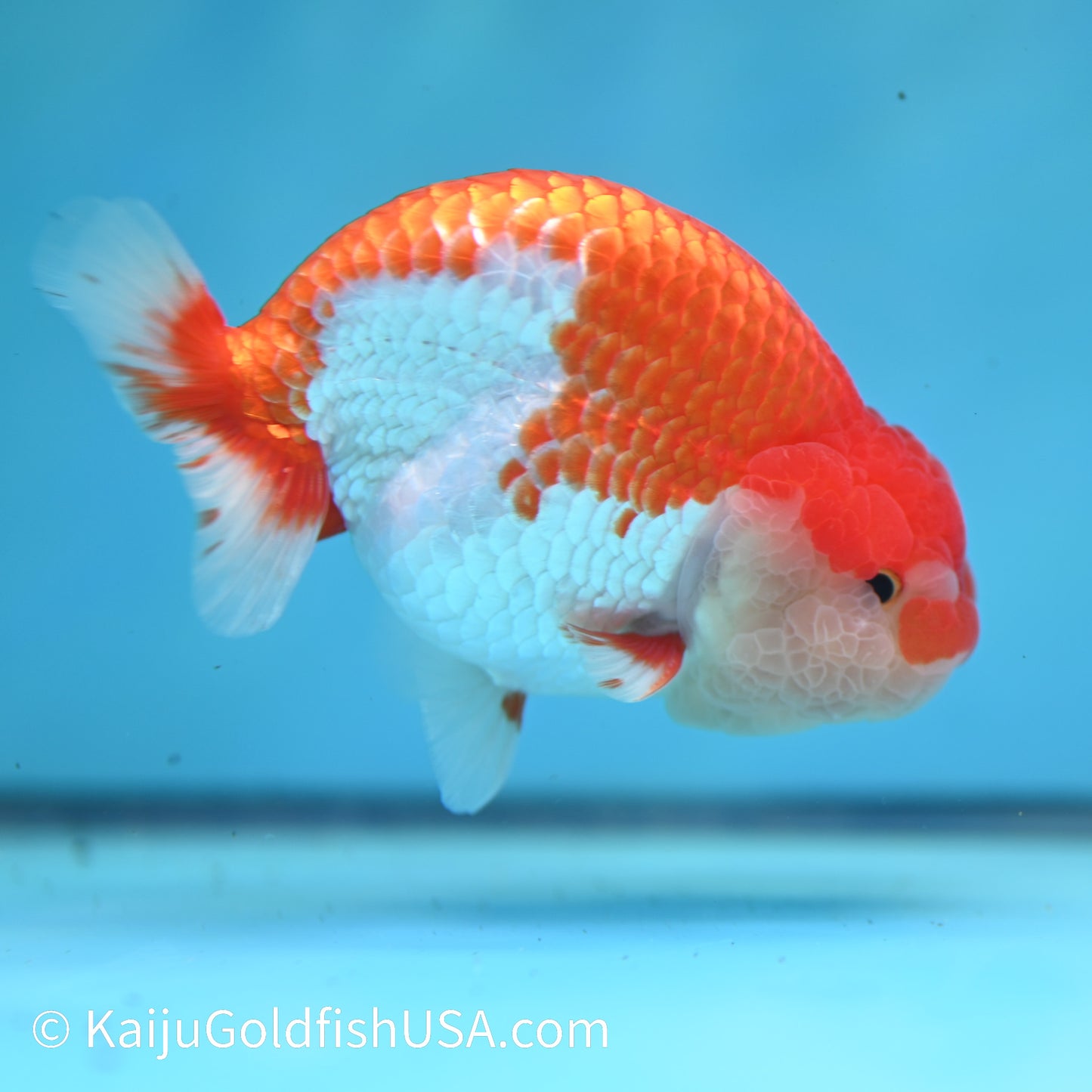 Red White Buffalo Ranchu 4.5 inches (240412_RC04) - Kaiju Goldfish USA