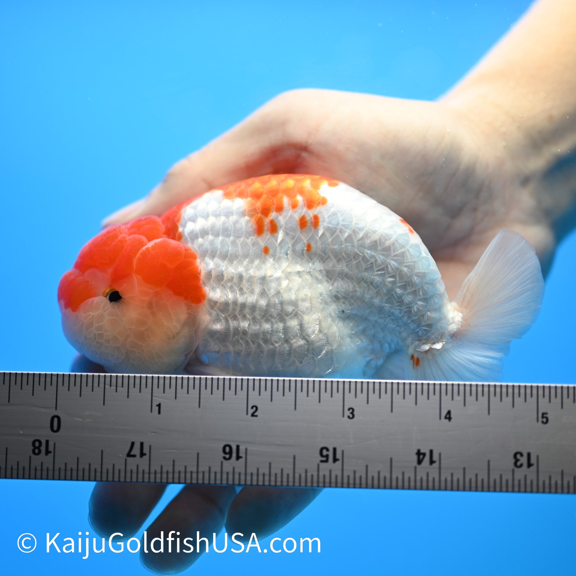 Red White Buffalo Ranchu 4.5 - 5 inches (240301_RC04) - Kaiju Goldfish USA