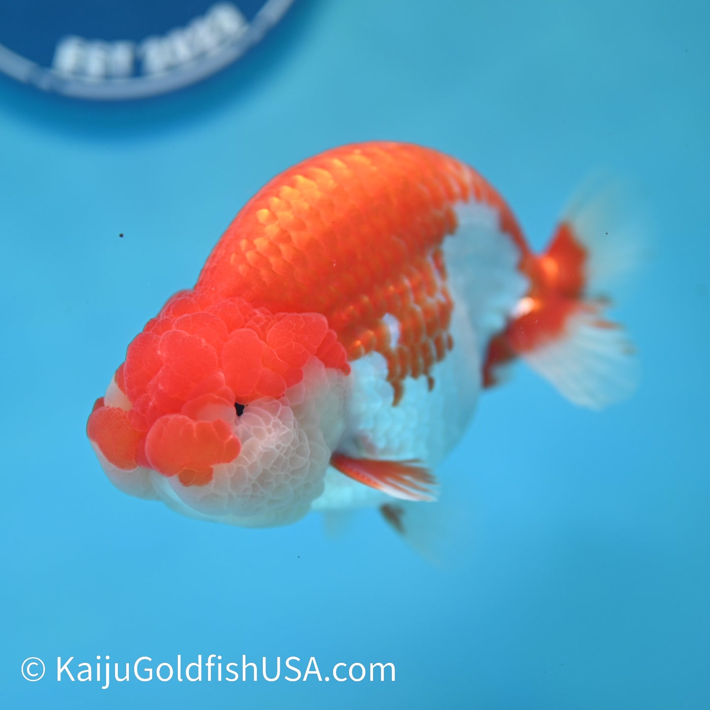 Red White Buffalo Ranchu 4.5 inches (240412_RC04) - Kaiju Goldfish USA