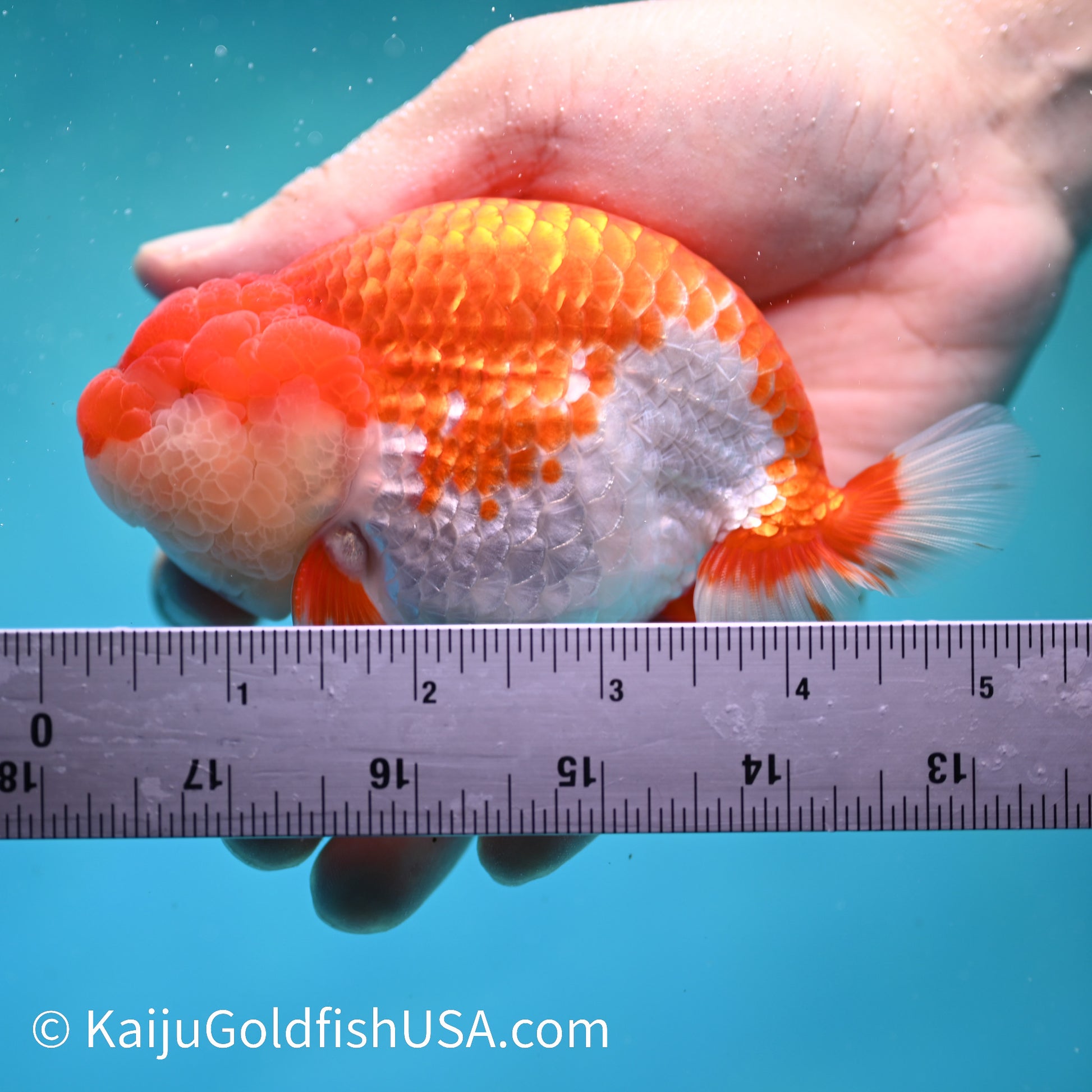 Red White Buffalo Ranchu 4.5 inches (240412_RC04) - Kaiju Goldfish USA