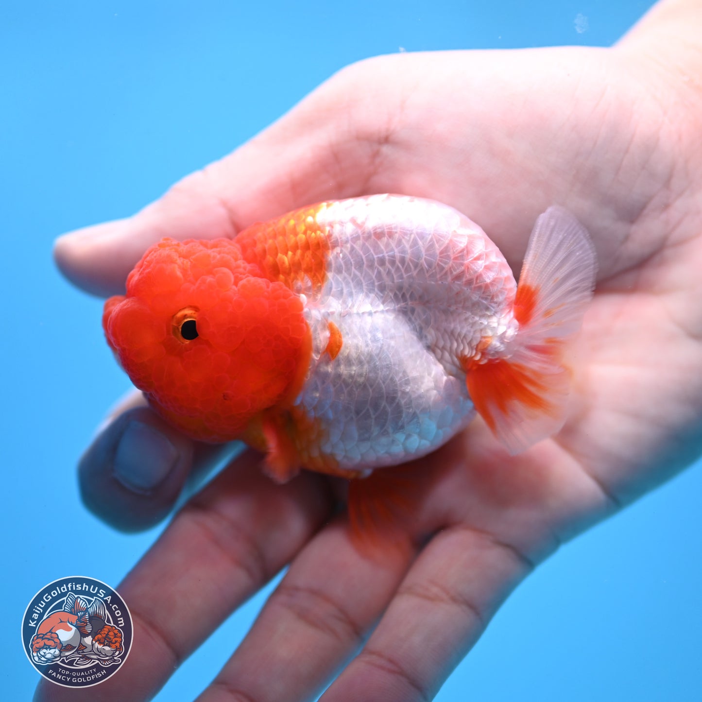 2 Pack Ranchu  3-3.5 inches - Unsexed (241115_RC04) - Kaiju Goldfish USA