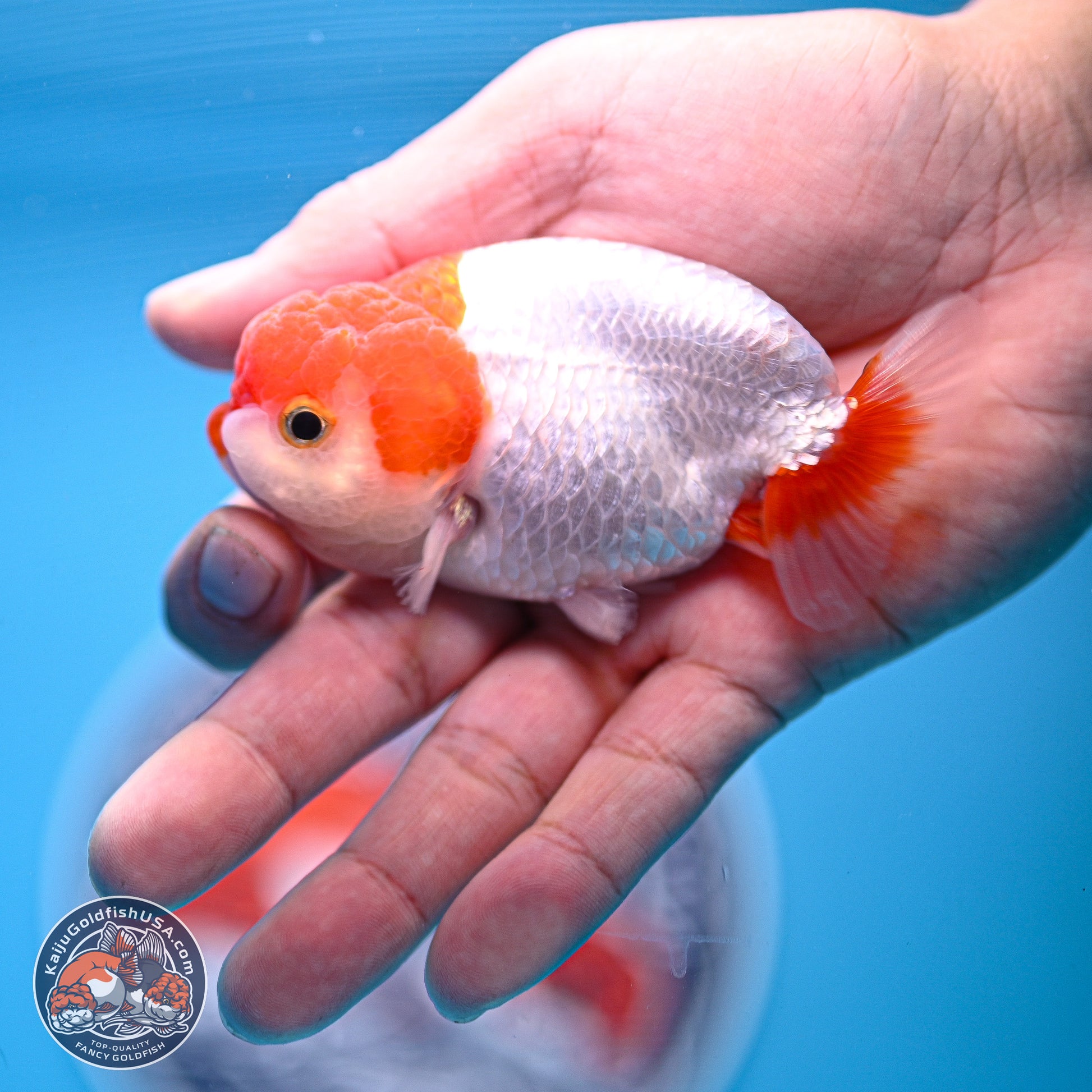 2 Pack Ranchu  3-3.5 inches - Unsexed (241122_RC04) - Kaiju Goldfish USA