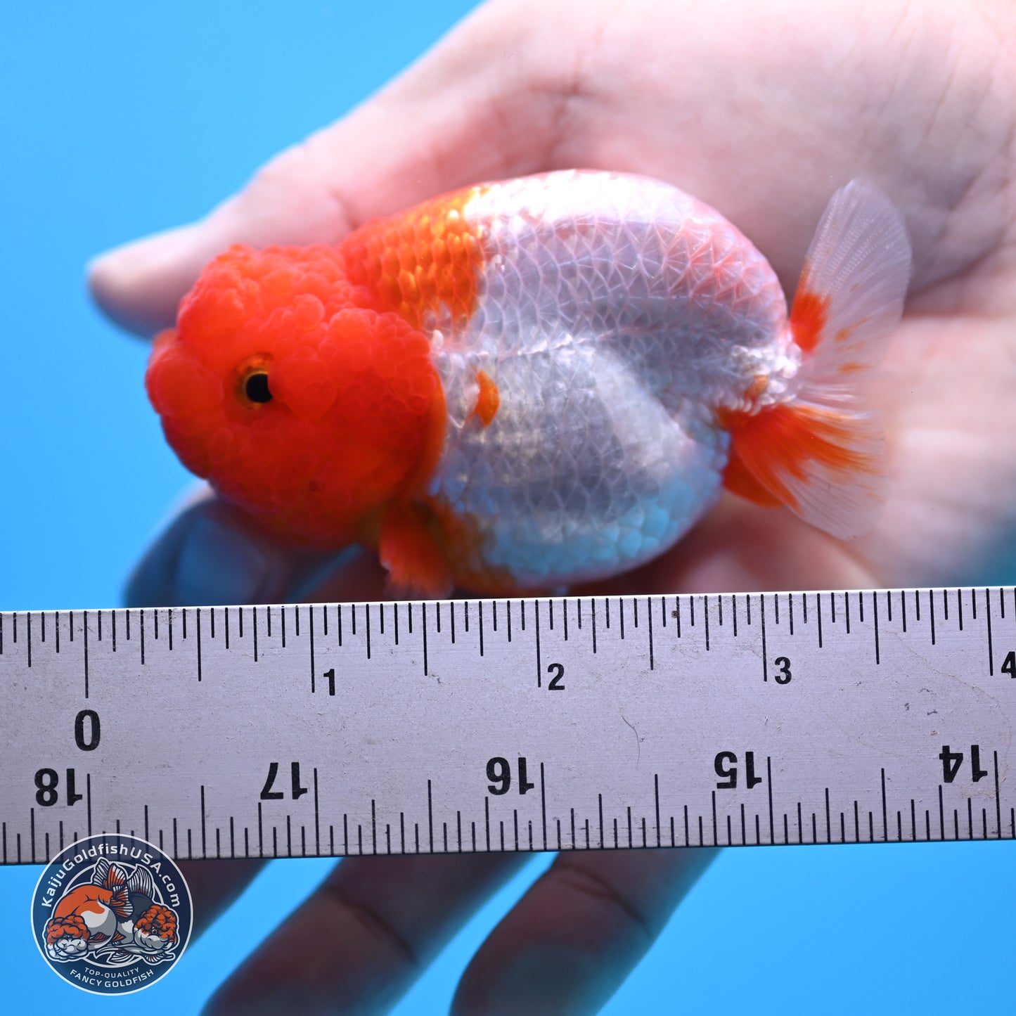 2 Pack Ranchu  3-3.5 inches - Unsexed (241115_RC04) - Kaiju Goldfish USA