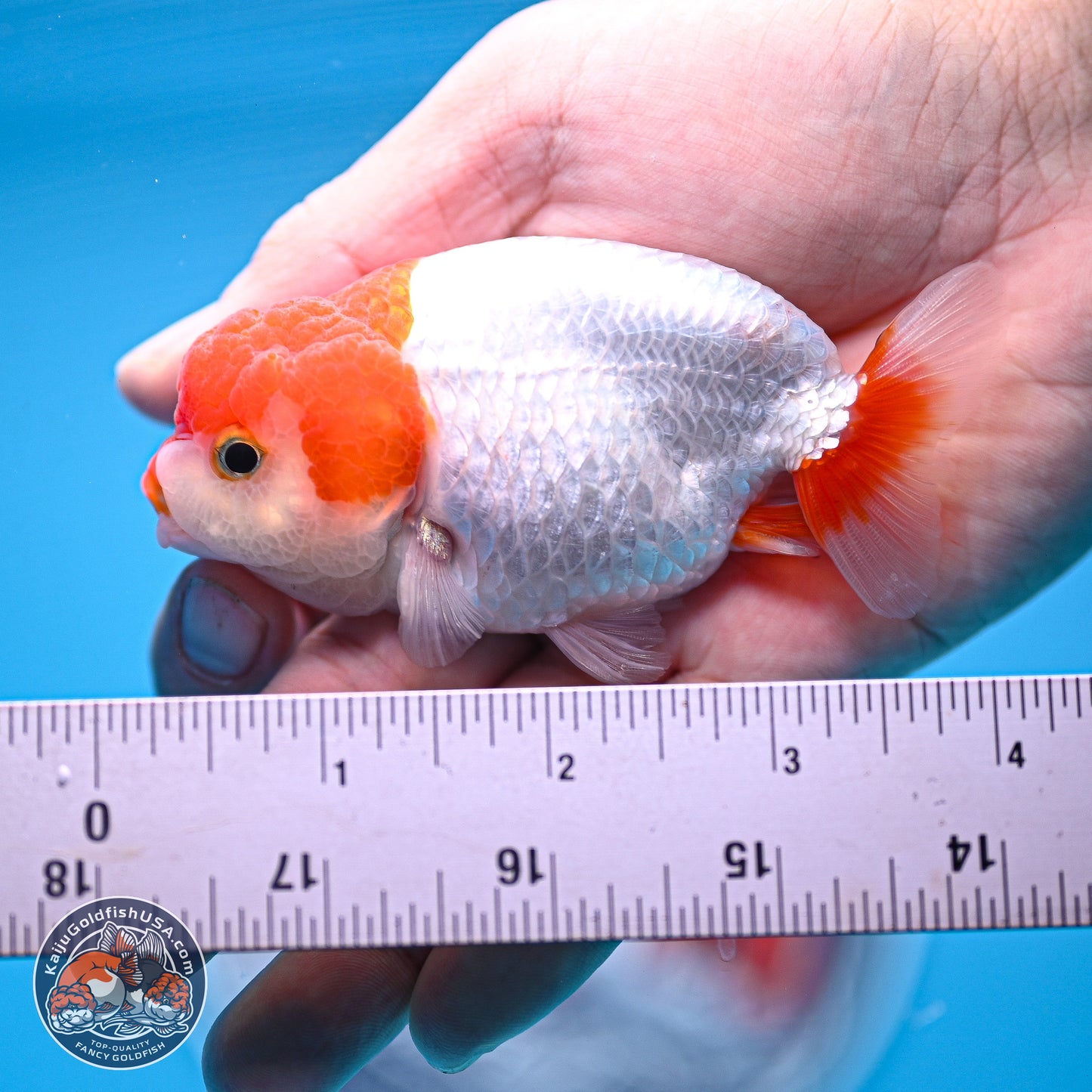 2 Pack Ranchu  3-3.5 inches - Unsexed (241122_RC04) - Kaiju Goldfish USA