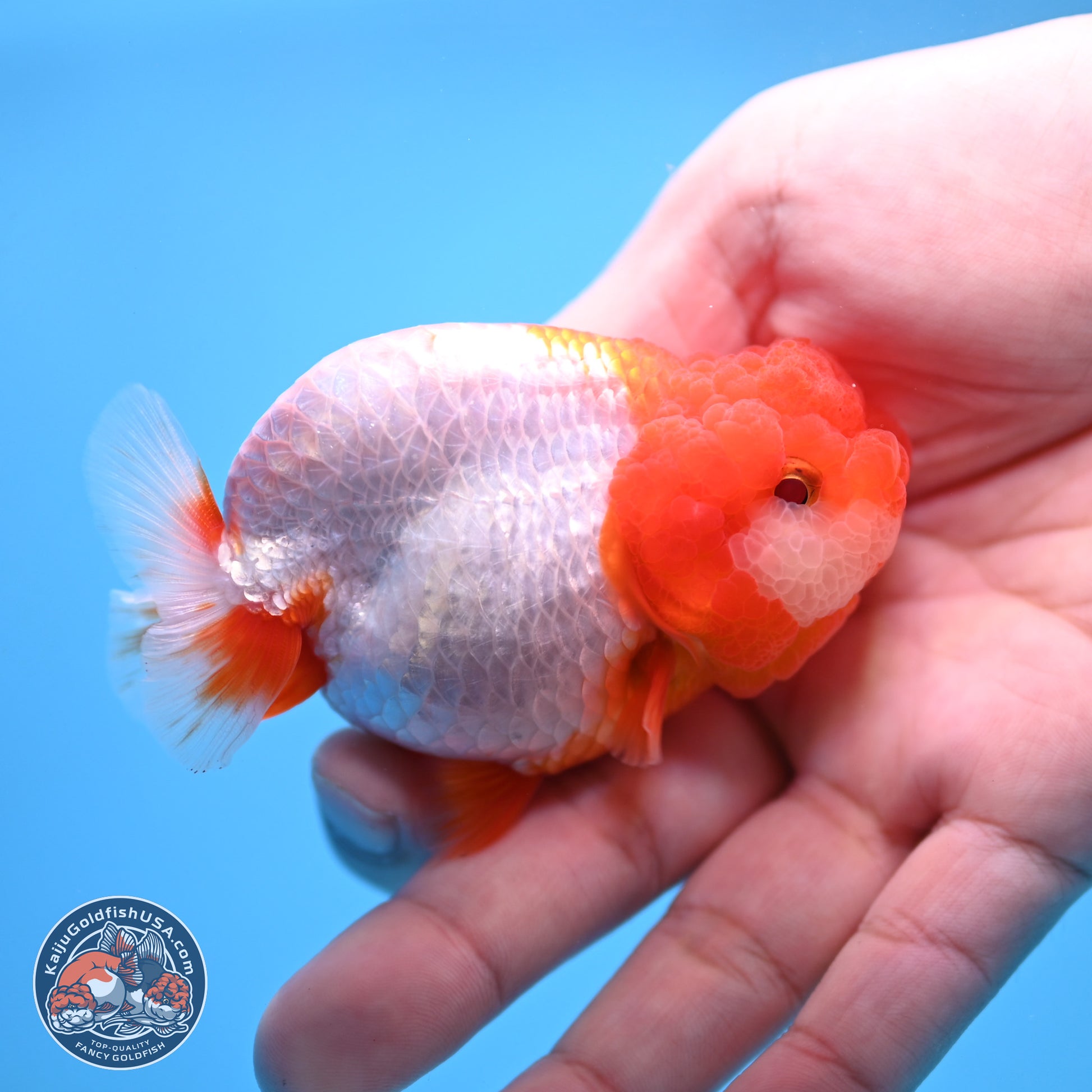 2 Pack Ranchu  3-3.5 inches - Unsexed (241115_RC04) - Kaiju Goldfish USA