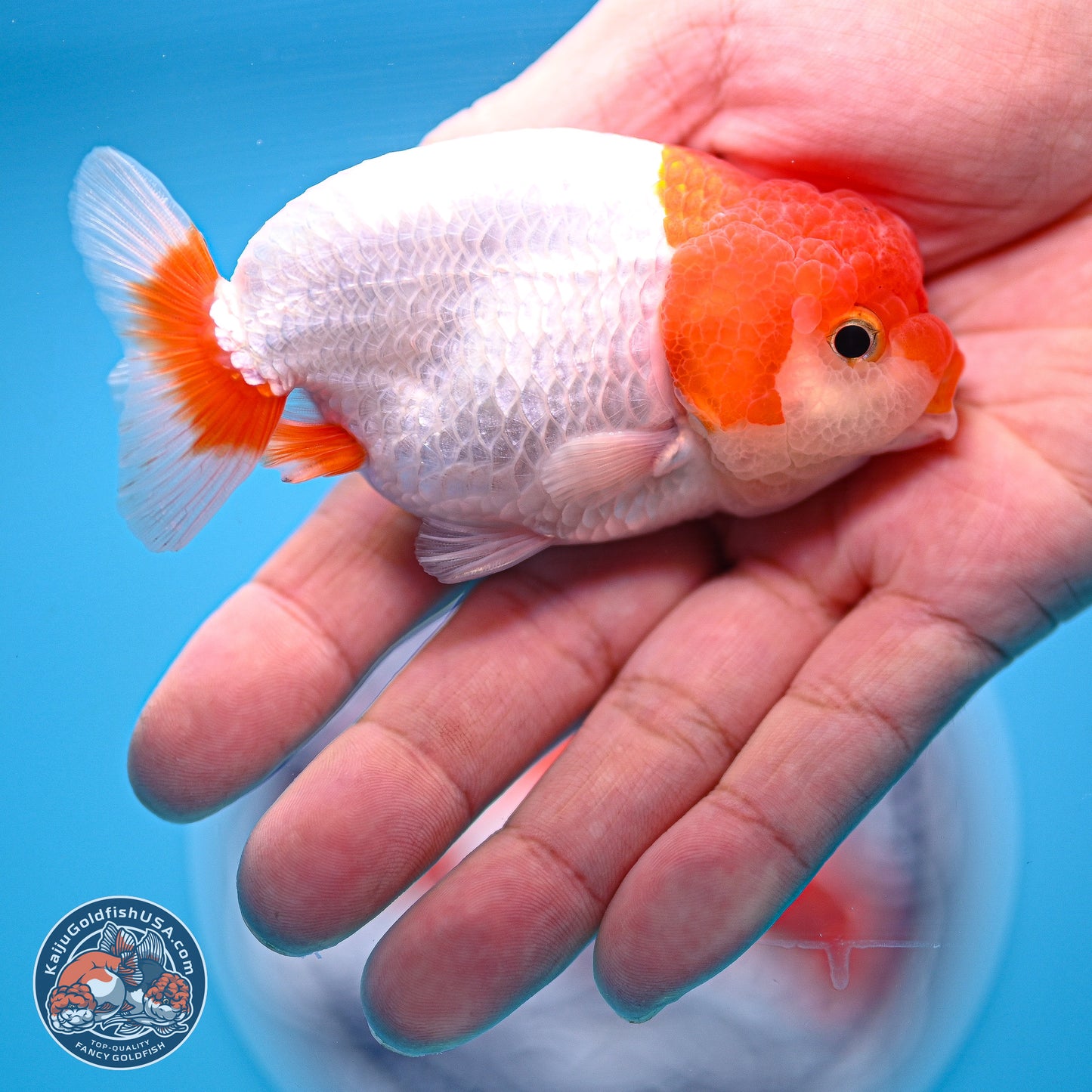 2 Pack Ranchu  3-3.5 inches - Unsexed (241122_RC04) - Kaiju Goldfish USA