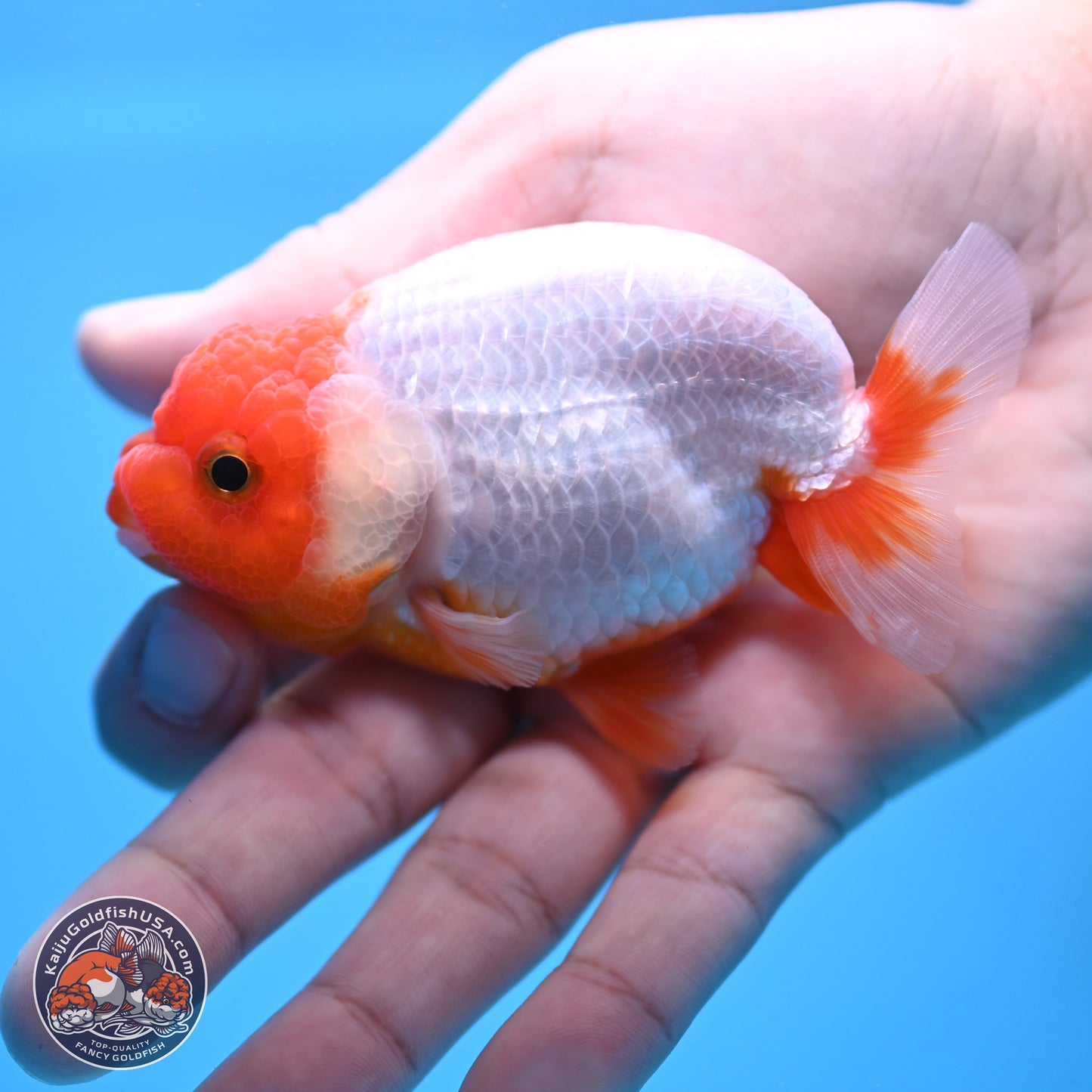 2 Pack Ranchu  3-3.5 inches - Unsexed (241115_RC04) - Kaiju Goldfish USA