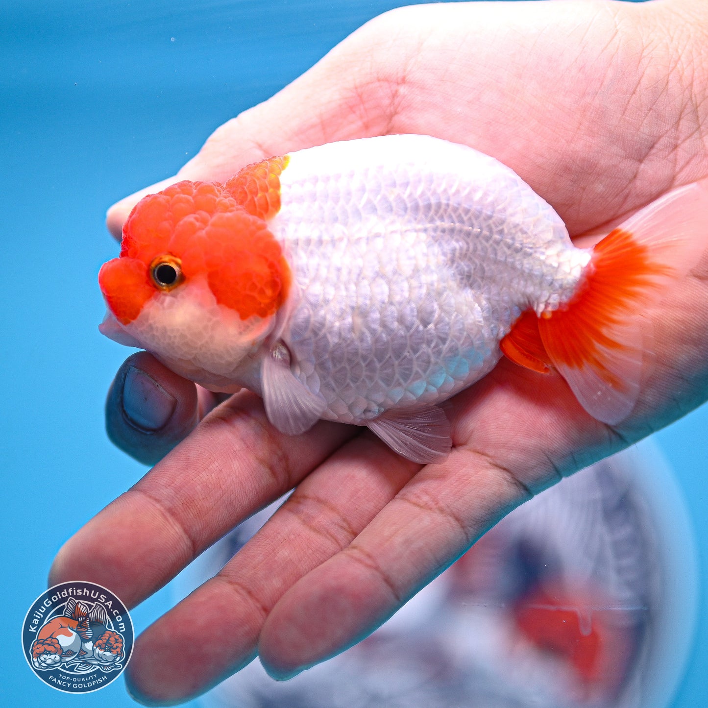 2 Pack Ranchu  3-3.5 inches - Unsexed (241122_RC04) - Kaiju Goldfish USA